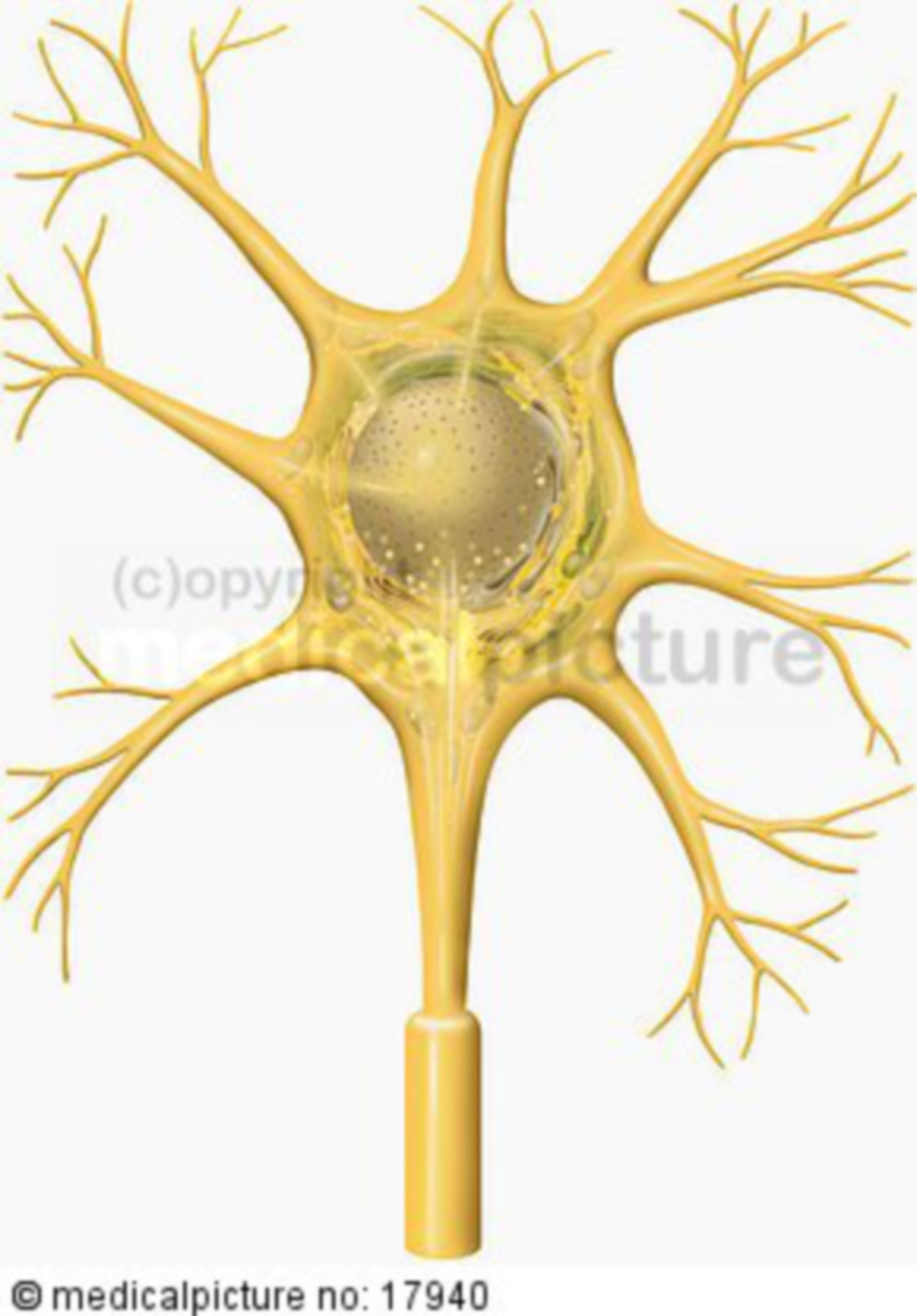 Neuron - die Nervenzelle