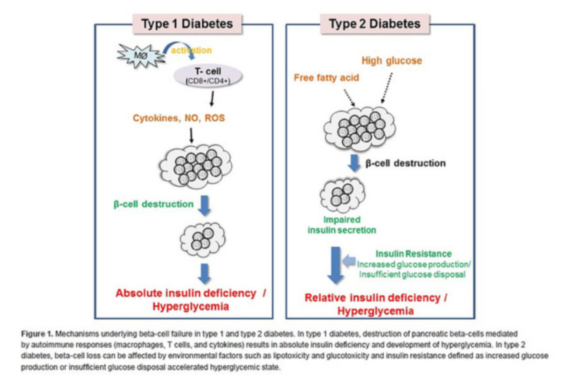 Type I / Type II diabetes