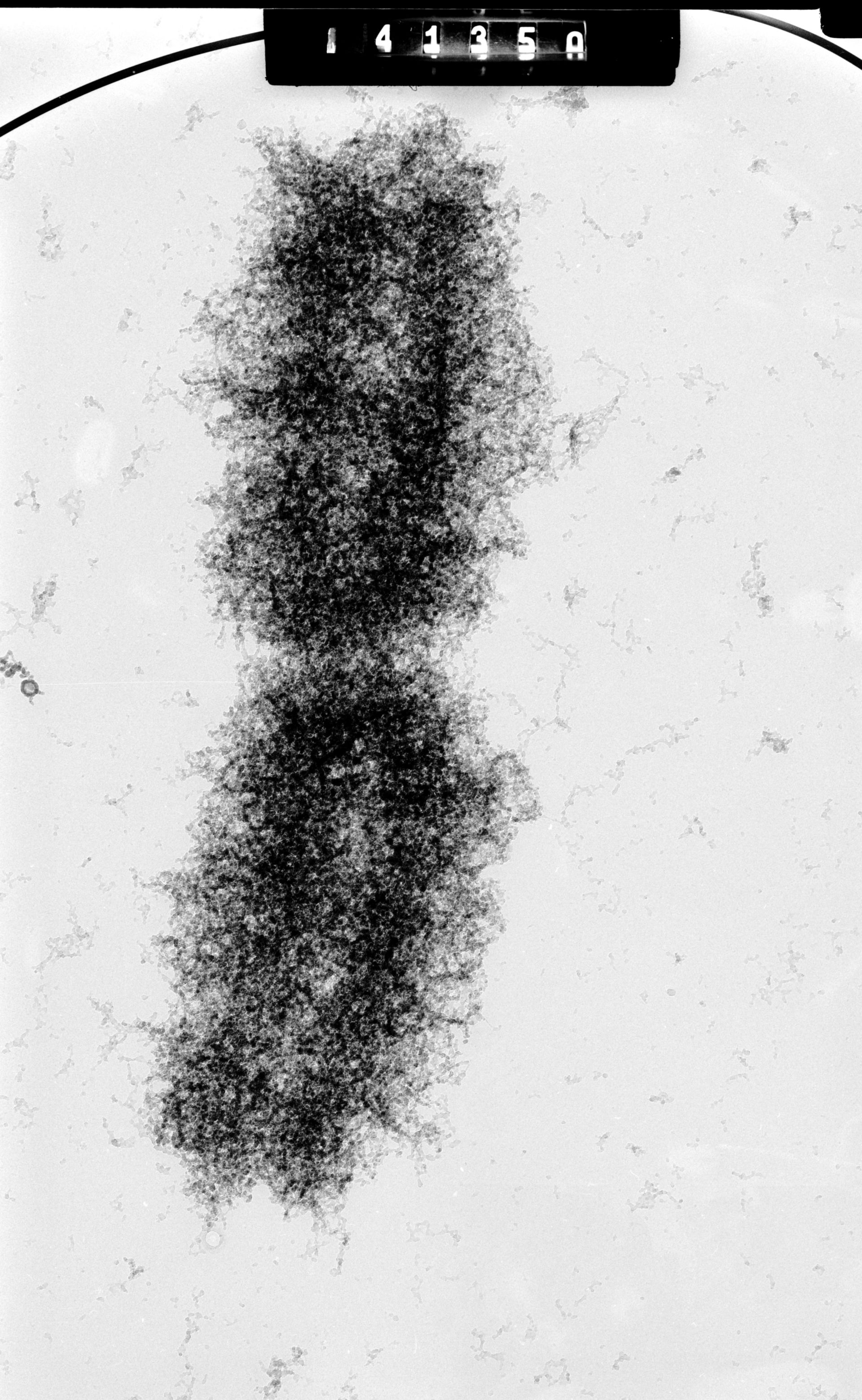 Mus musculus (Nuclear chromosome) - CIL:40683