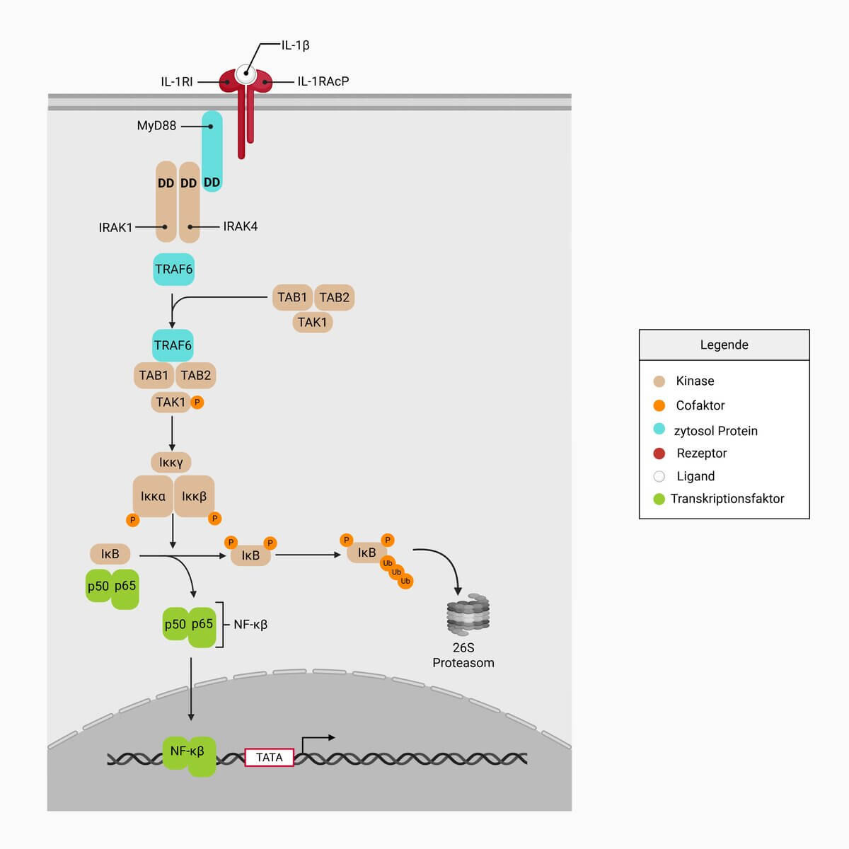 Interleukin-1-Signaltransduktion