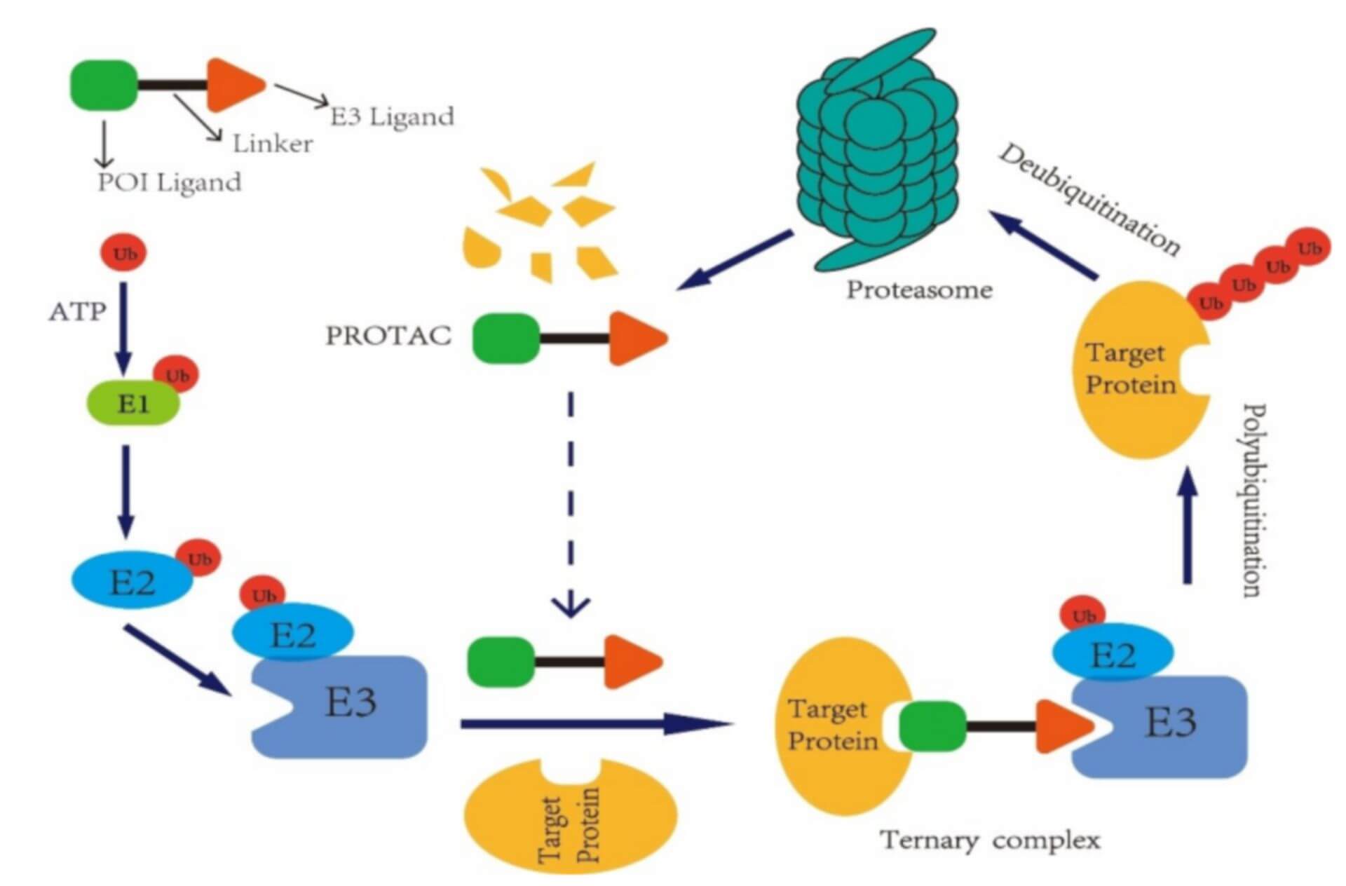 Acting mechanism of PROTAC molecules in vivo (Li, 2020)