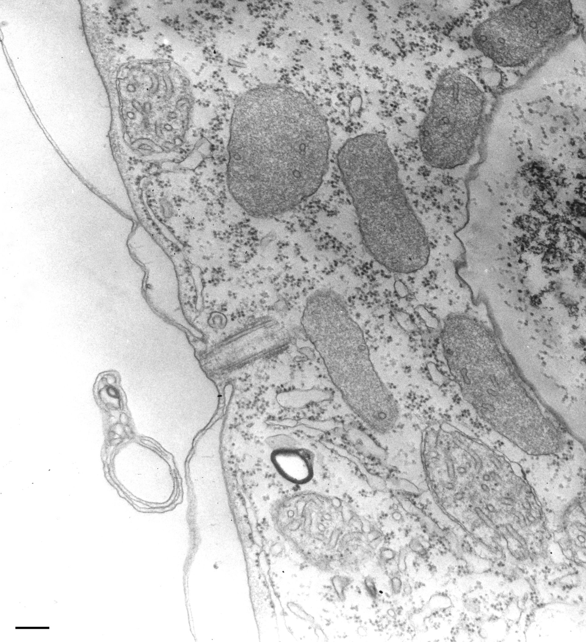 Tetrahymena pyriformis (Alveolus) - CIL:36215
