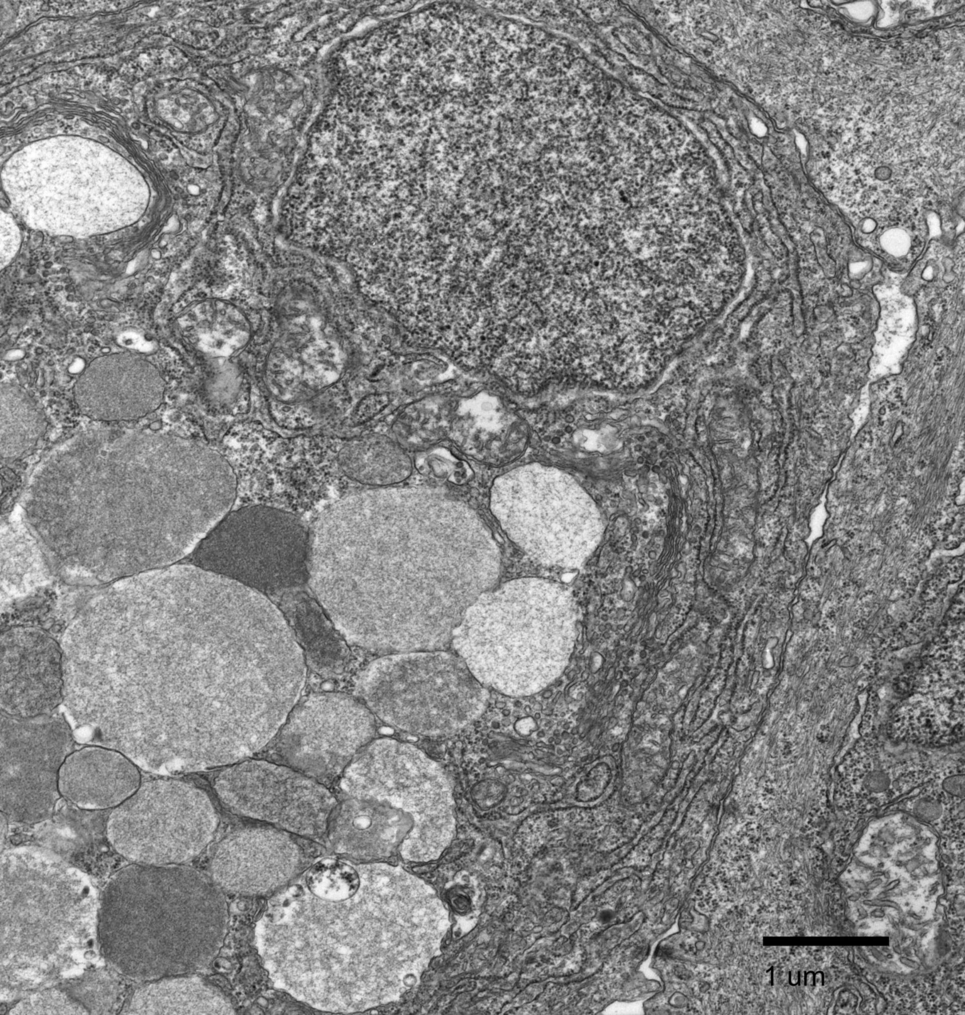 Fundulus heteroclitus (Vesicles) - CIL:27226