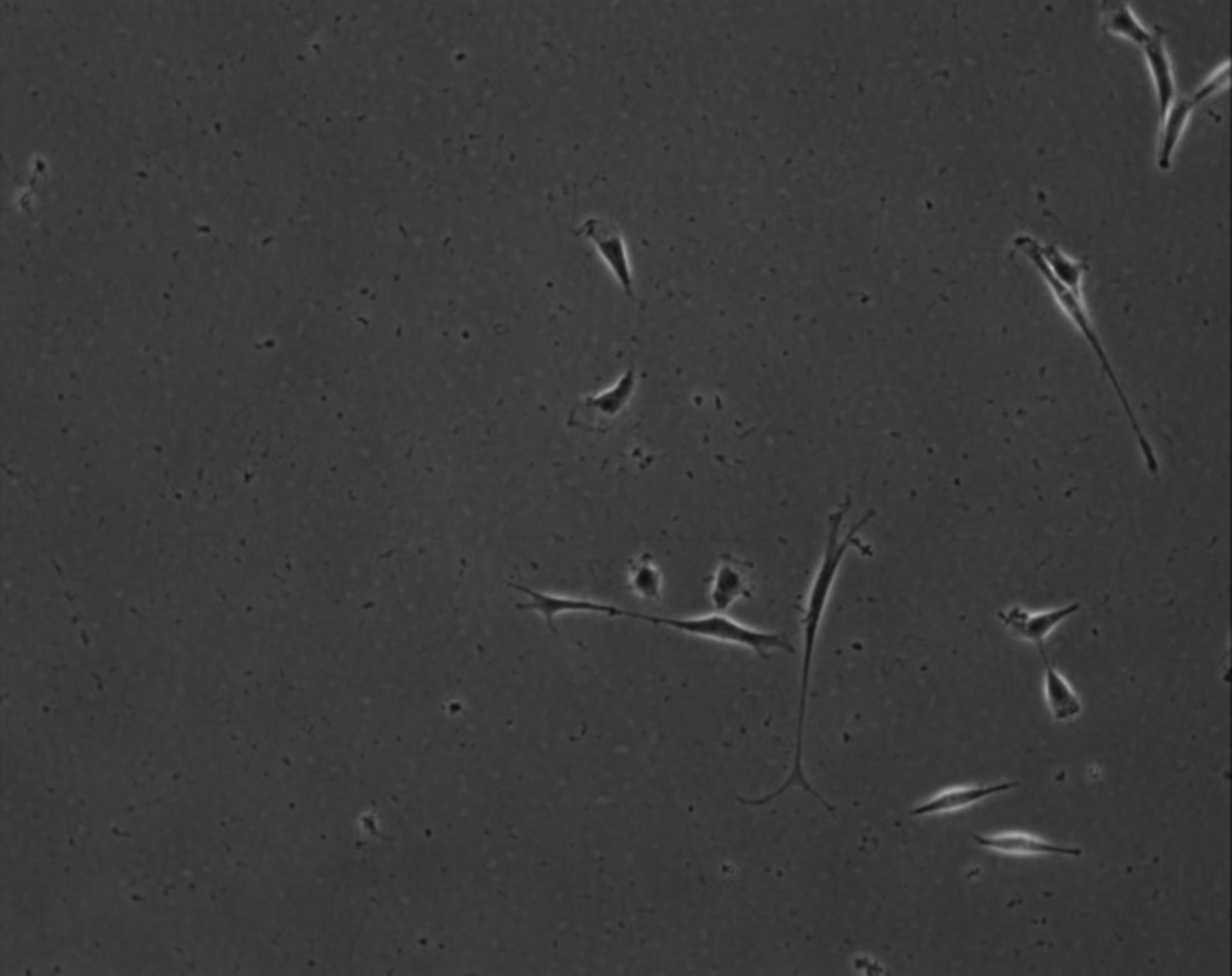 Mus musculus (Extracellular matrix part) - CIL:8851