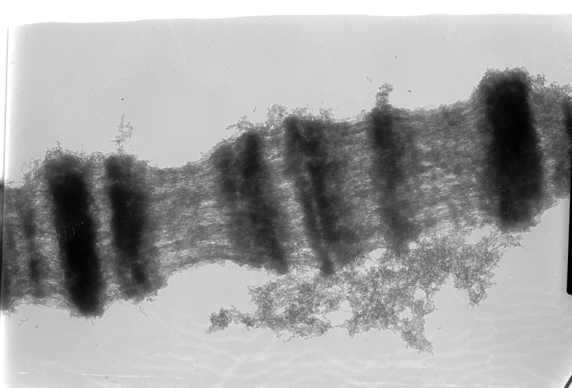 Drosophila melanogaster (Polytene chromosome) - CIL:25394