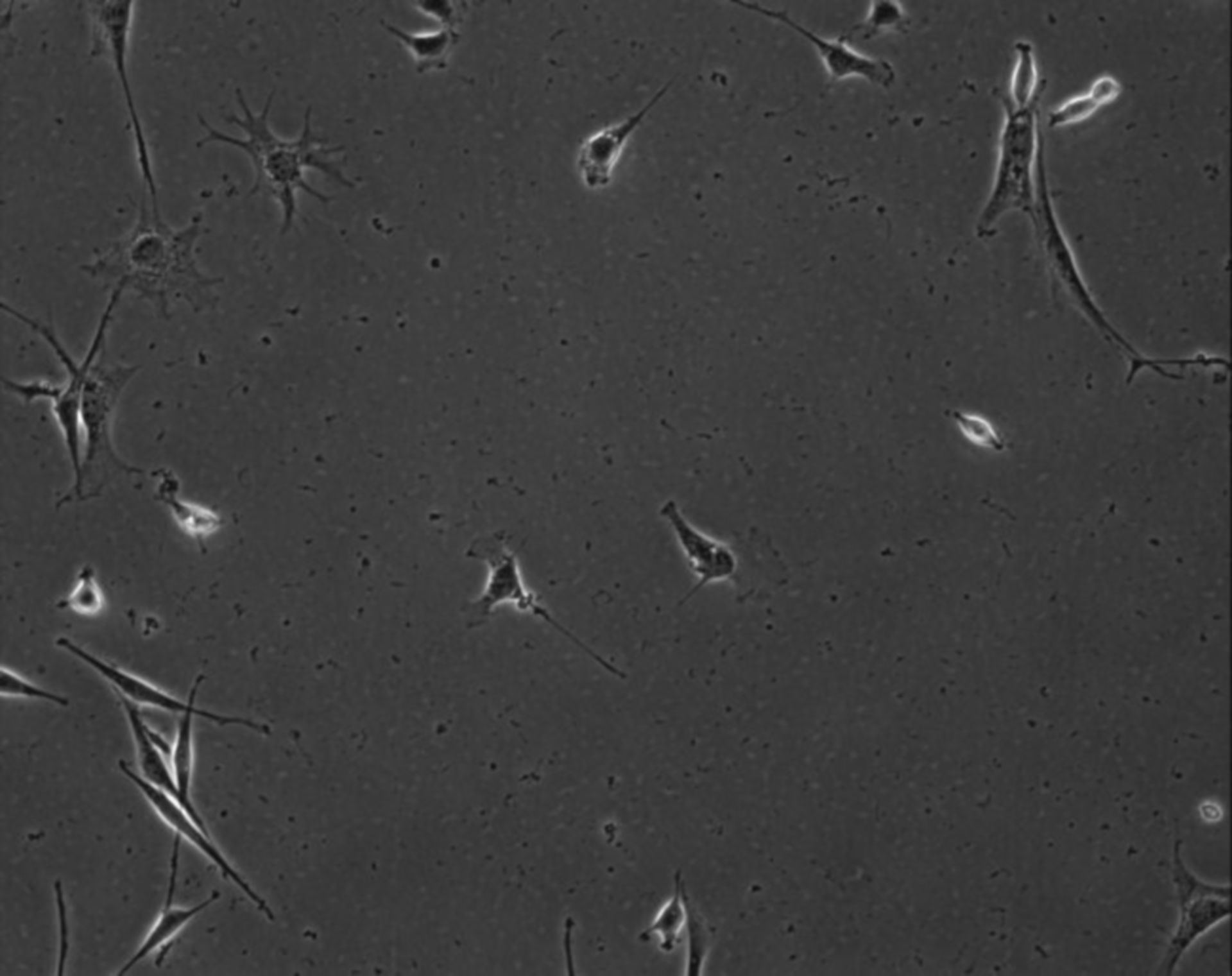 Mus musculus (Extracellular matrix part) - CIL:8887