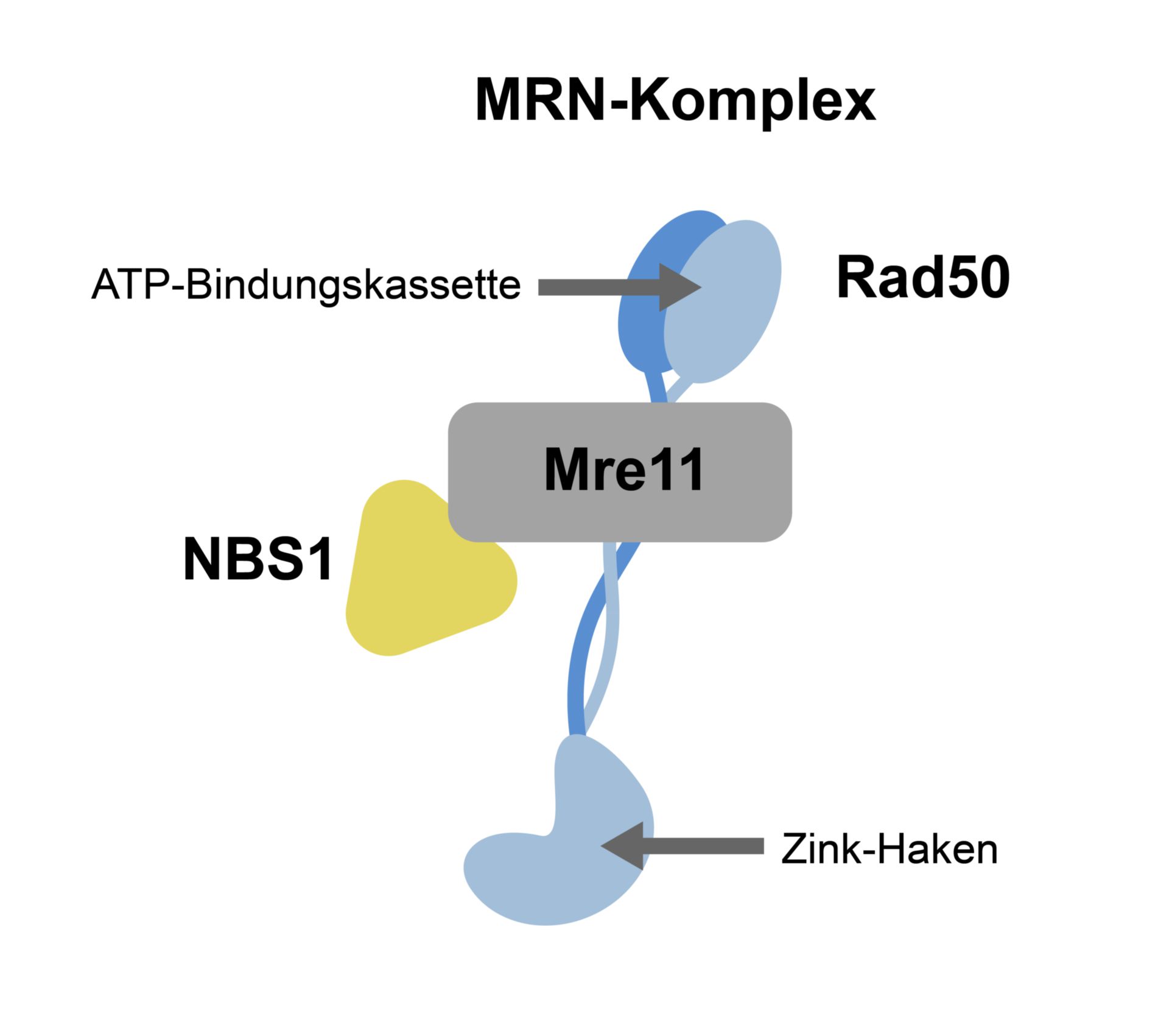 Illustration des MRN-Komplex