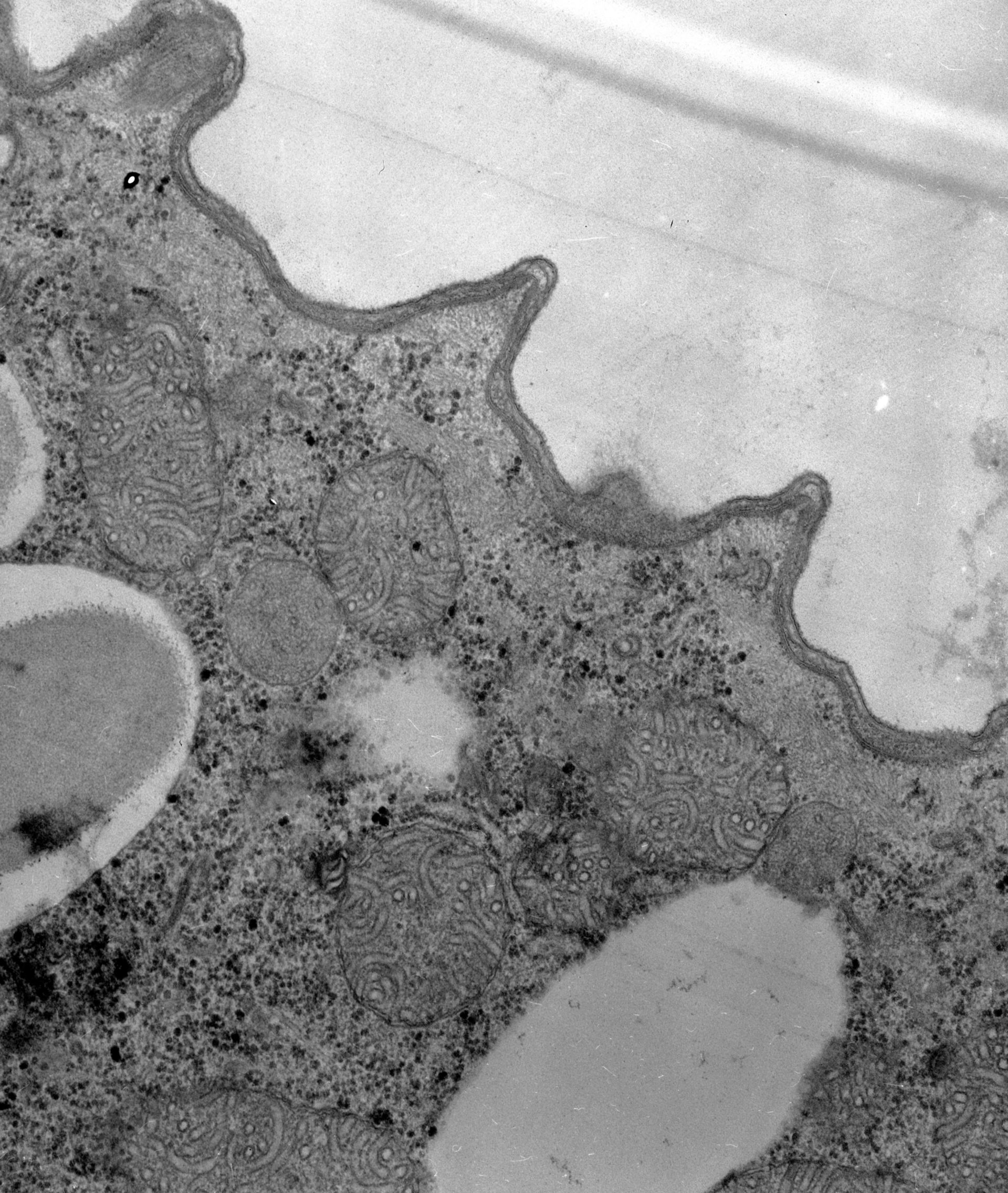 Paramecium caudatum (Cell cortex) - CIL:38895