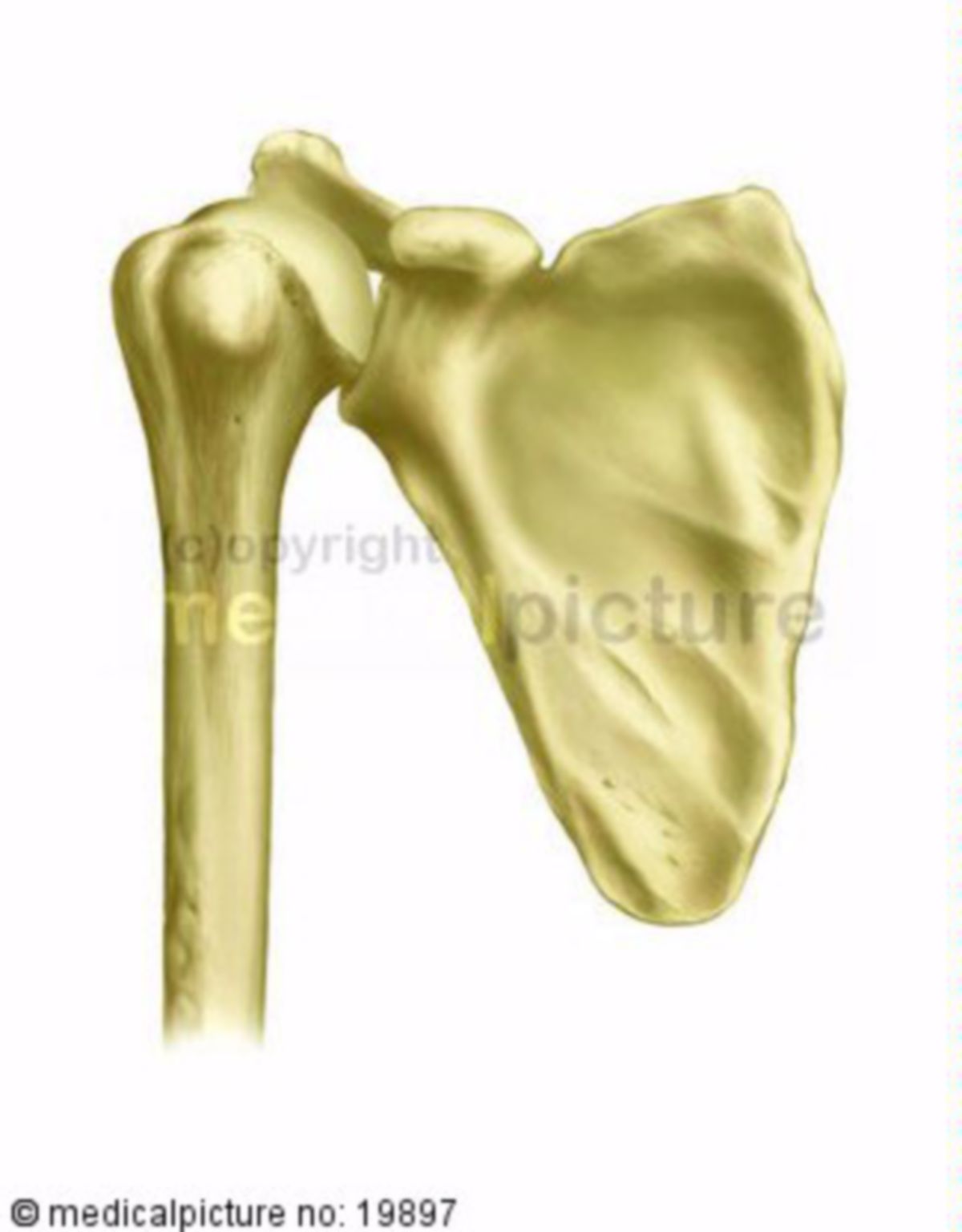 Humerus DocCheck Flexikon