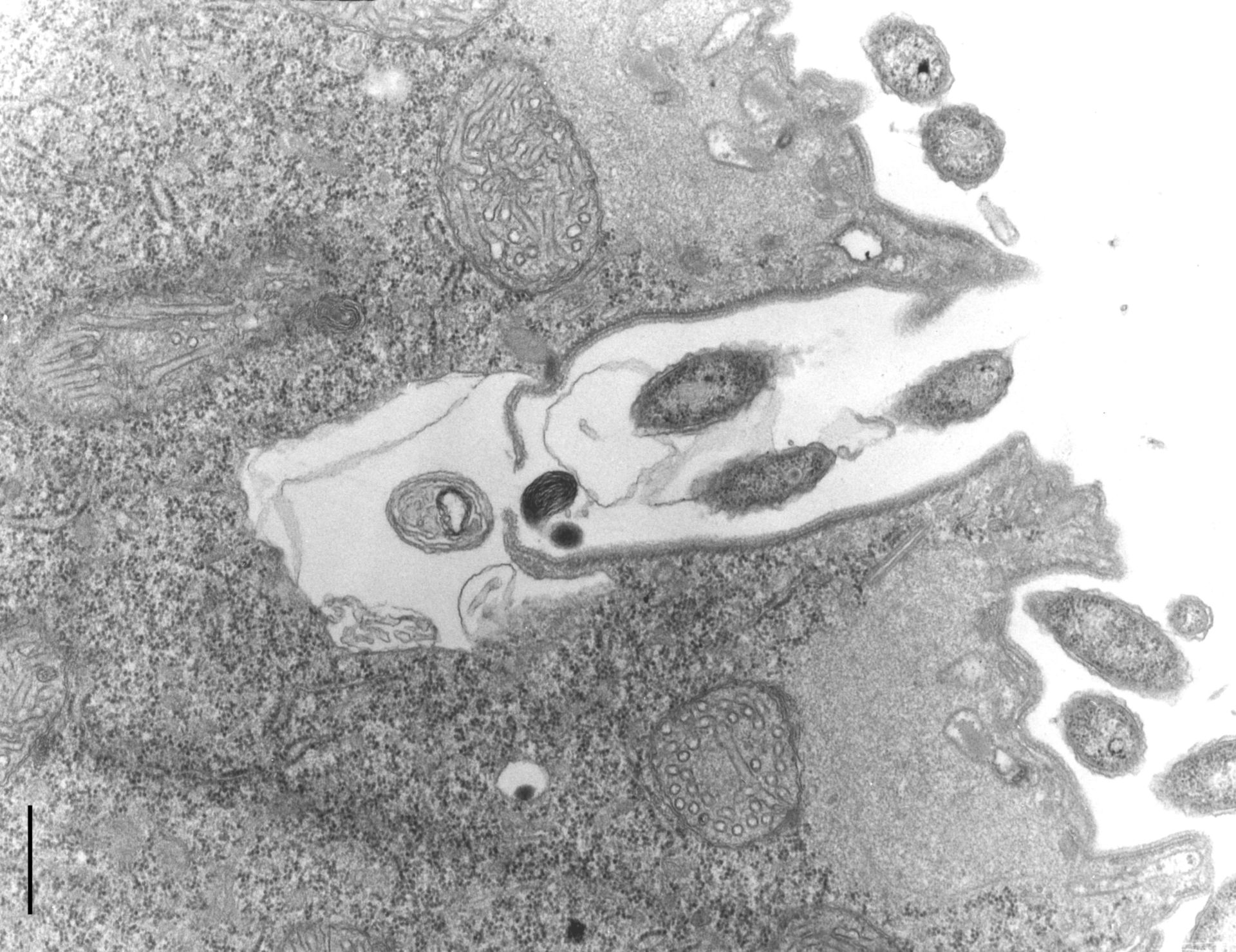 Didinium nasutum (Cell cortex part) - CIL:10007