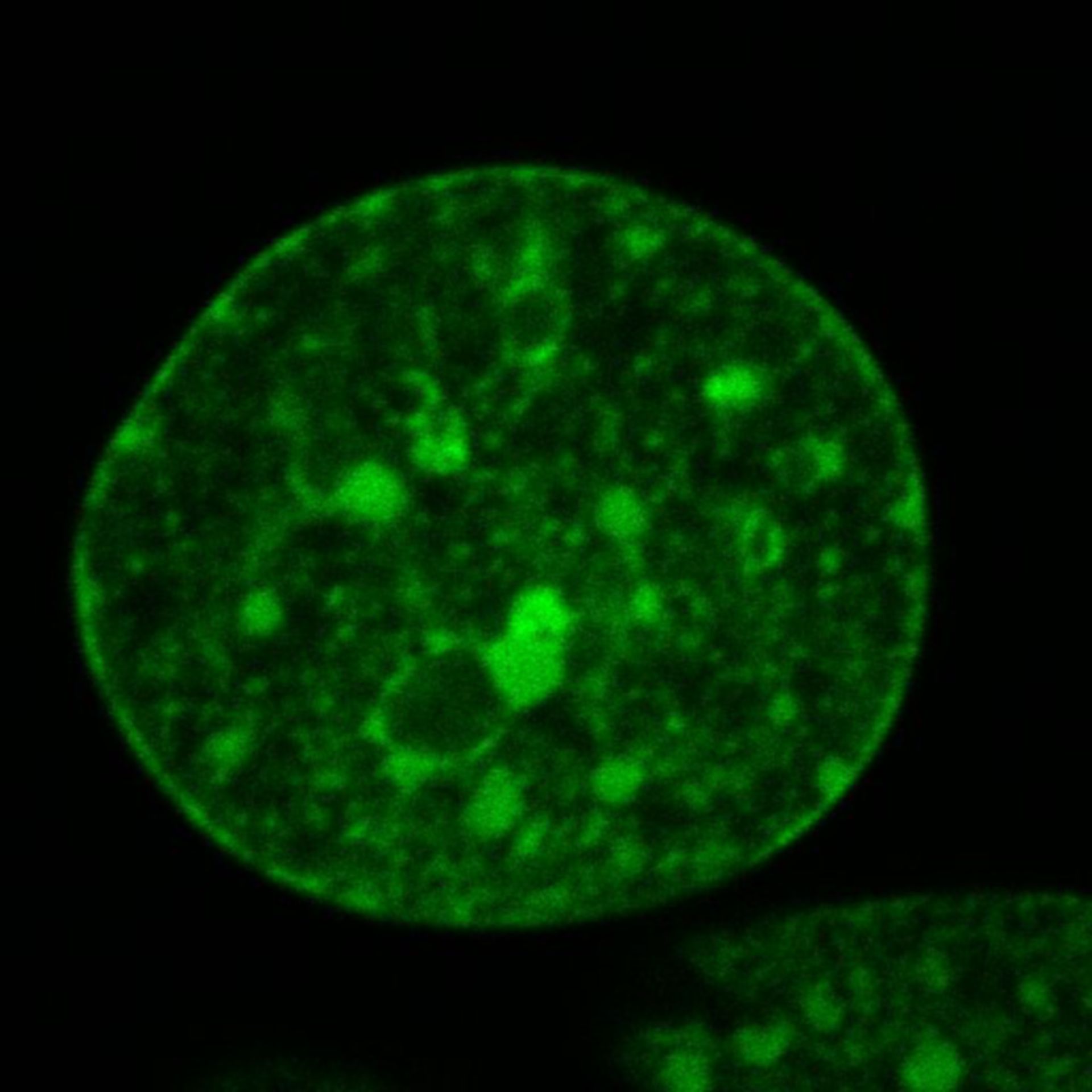 Mus musculus (Nuclear chromatin) - CIL:7915