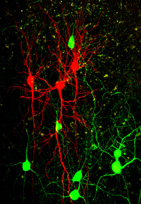  Hemmende Nervenzellen (grün) können über einzelne Synapsen die Signalverarbeitung in Zellen der Großhirnrinde (rot) modulieren oder blockieren. © MPI für Neurobiologie / Müllner