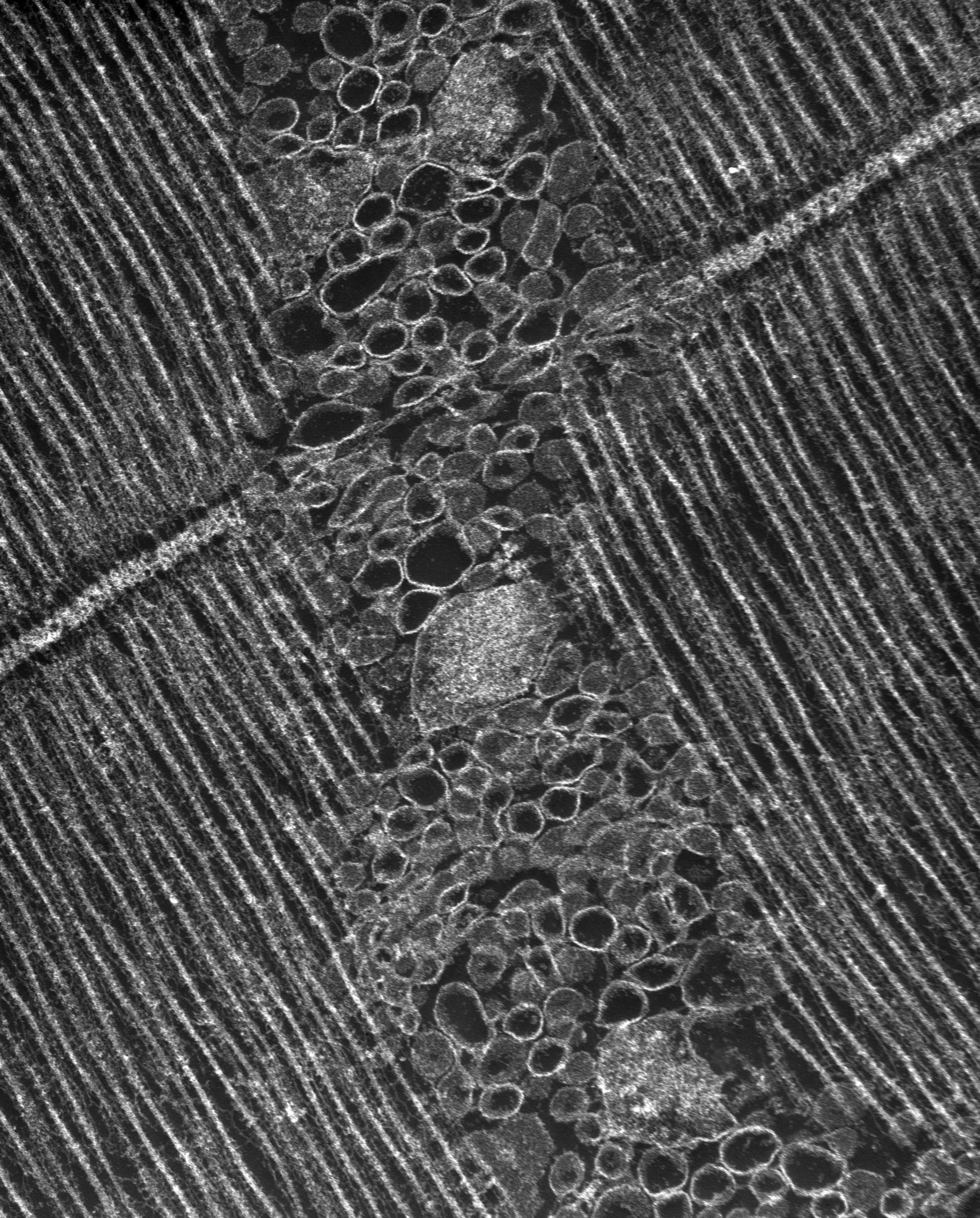 Damselfly (T-tubule) - CIL:37374