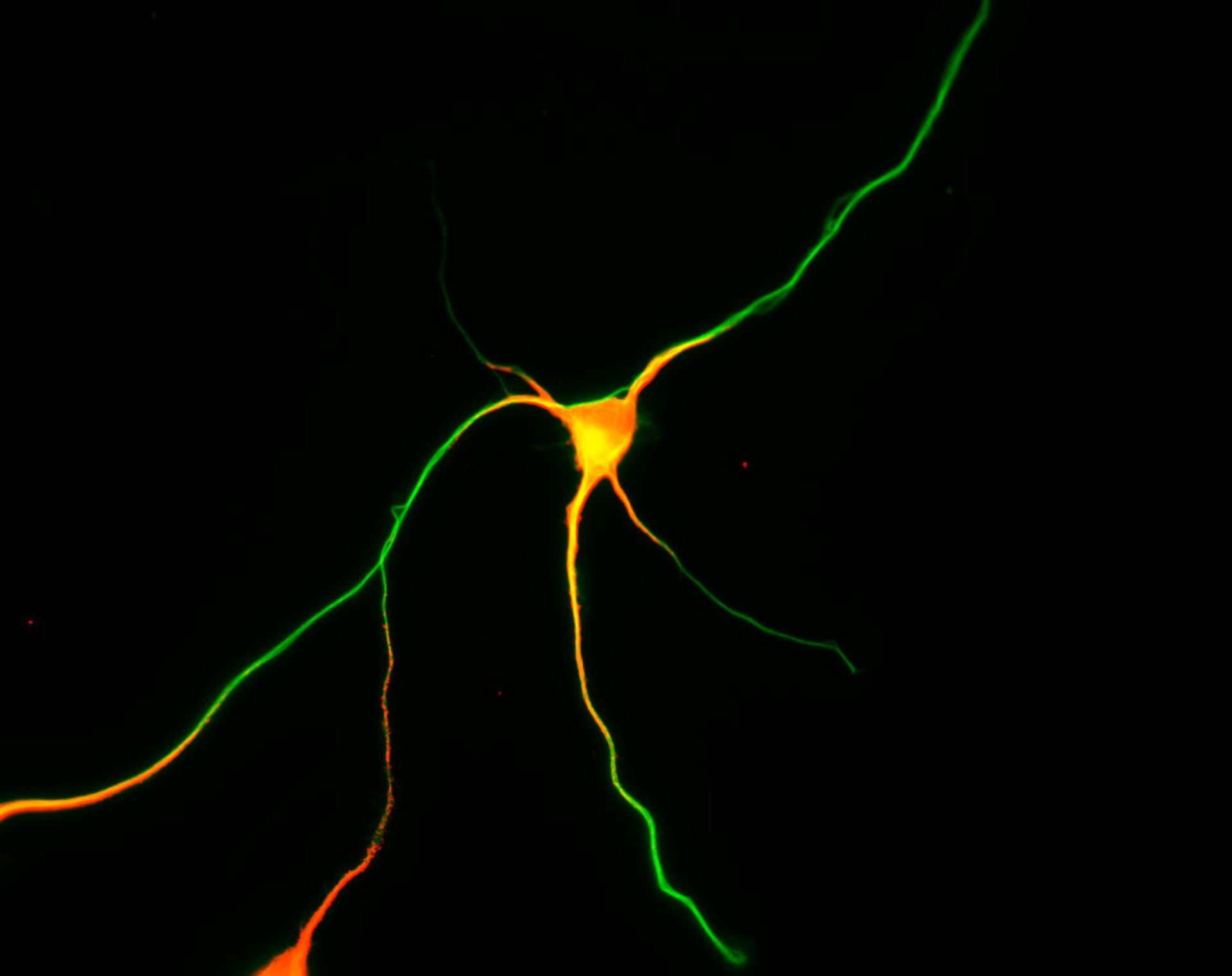 Rattus (Dendrite) - CIL:8457