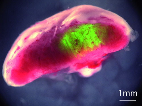 Den Forschern von der Universität Bonn ist es gelungen, Bindegewebszellen in Stammzellen der Plazenta umzuwandeln. Auf diesem Foto einer Maus-Plazenta sind die umgewandelten Zellen grün angefärbt. © Kubaczka et al, Cell Stem Cell
