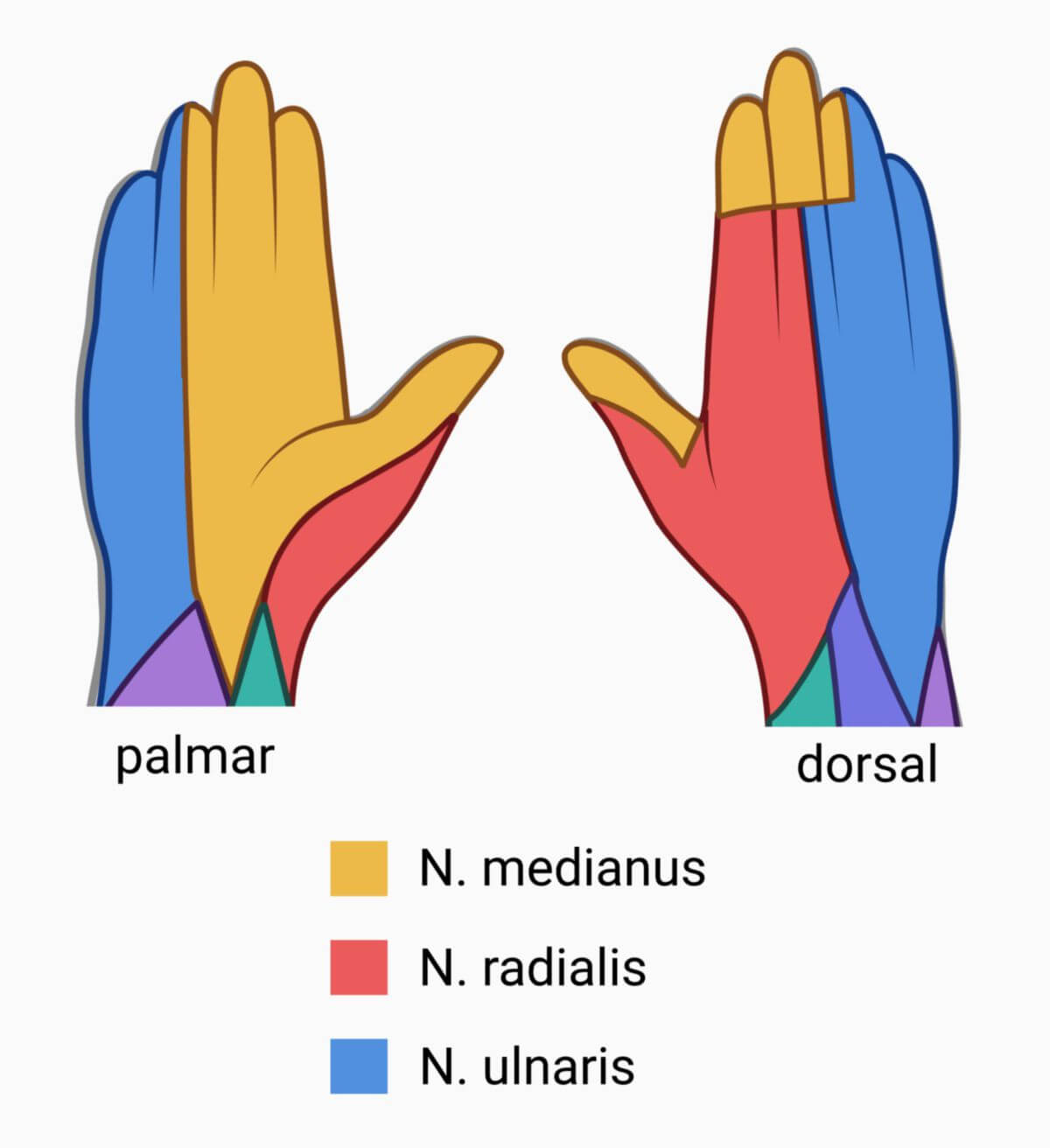 Innervationsmuster der Hand