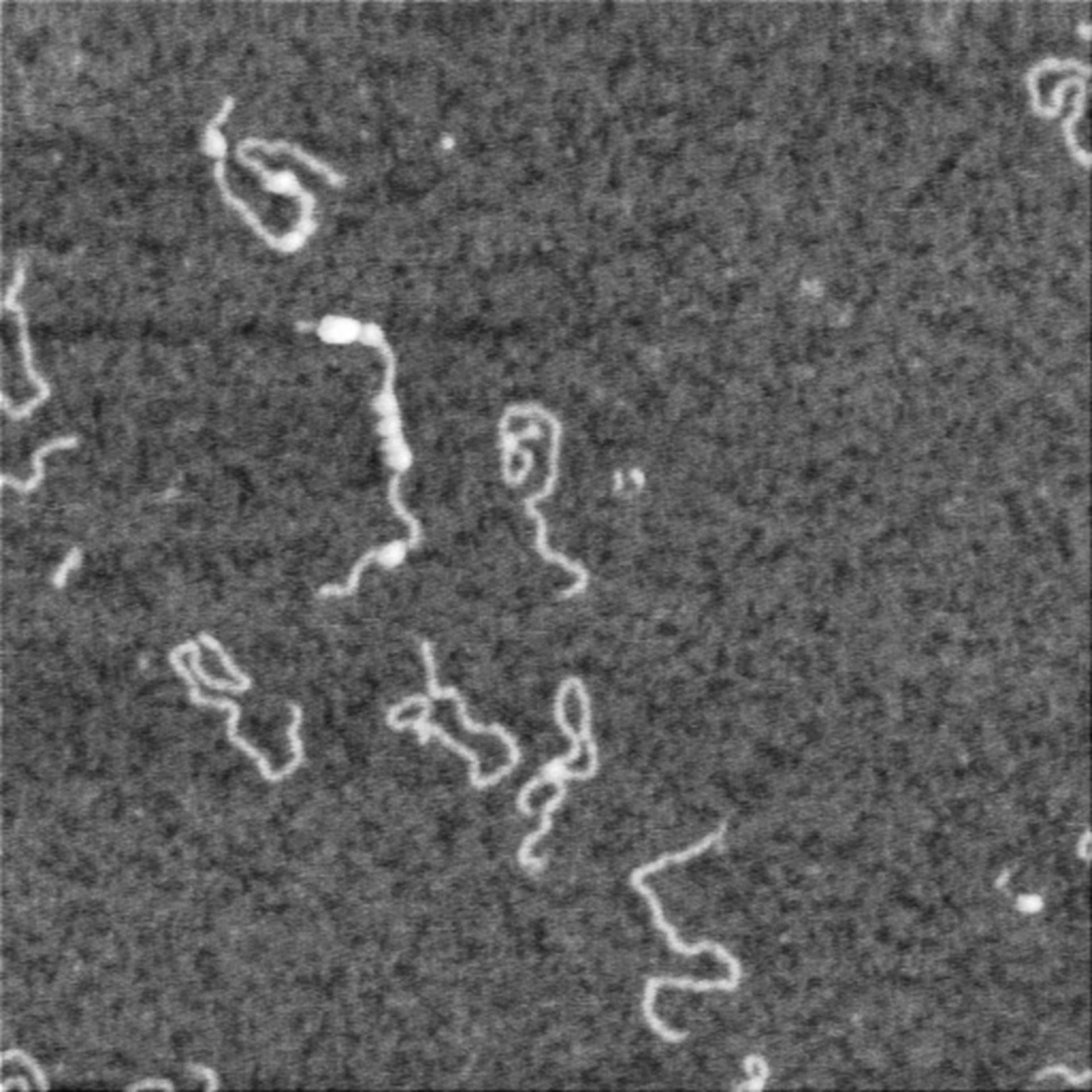 Homo sapiens (Neuron) - CIL:7419