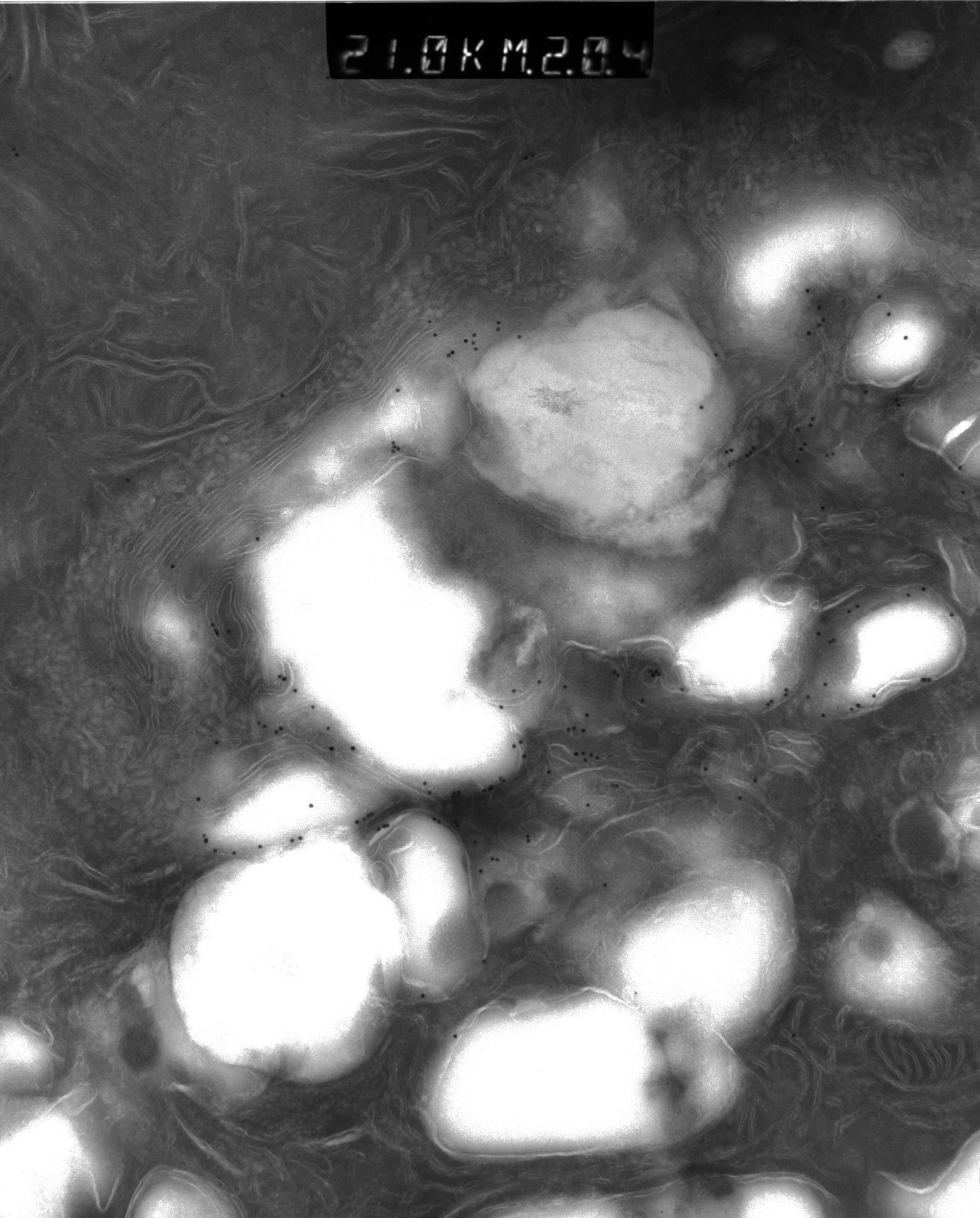 Rattus rattus (Mitochondrion) - CIL:38666