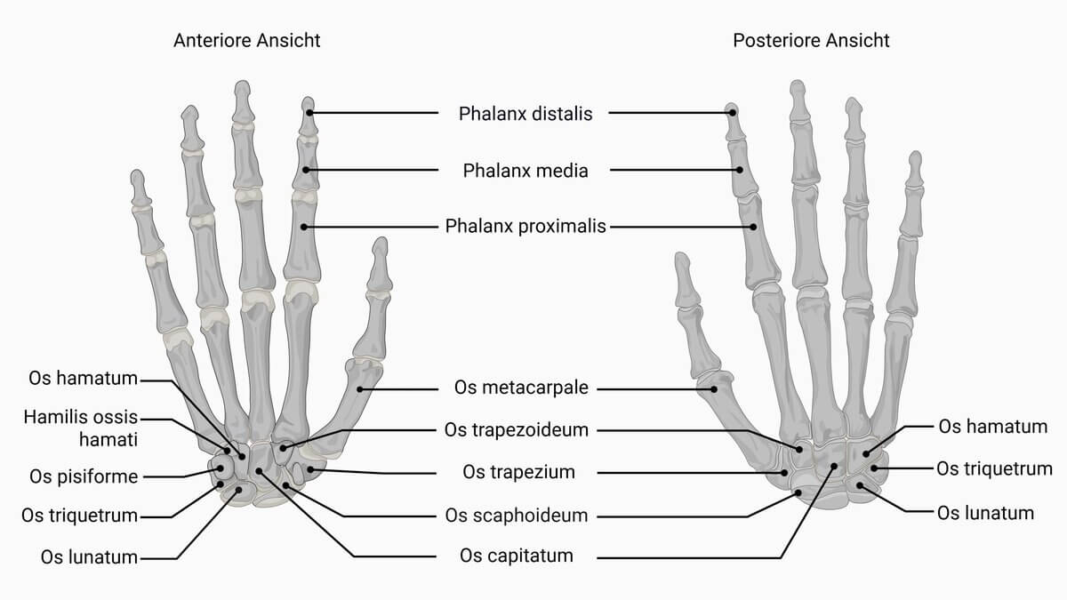 Knochen der Hand
