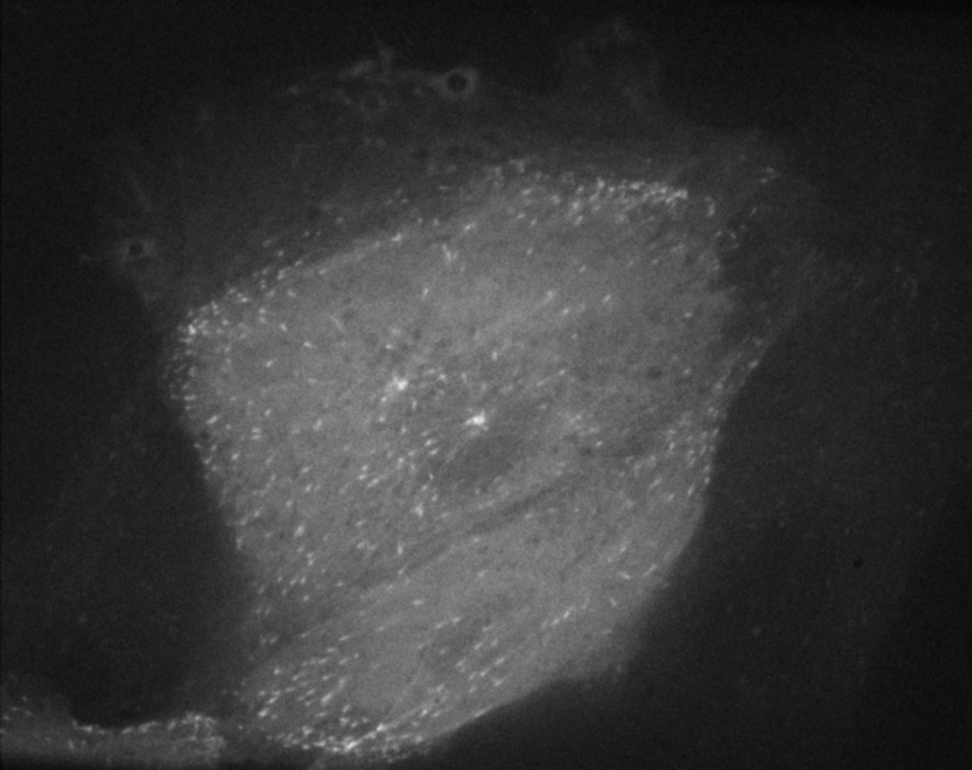 Sus scrofa domestica (Microtubule cytoskeleton) - CIL:40377