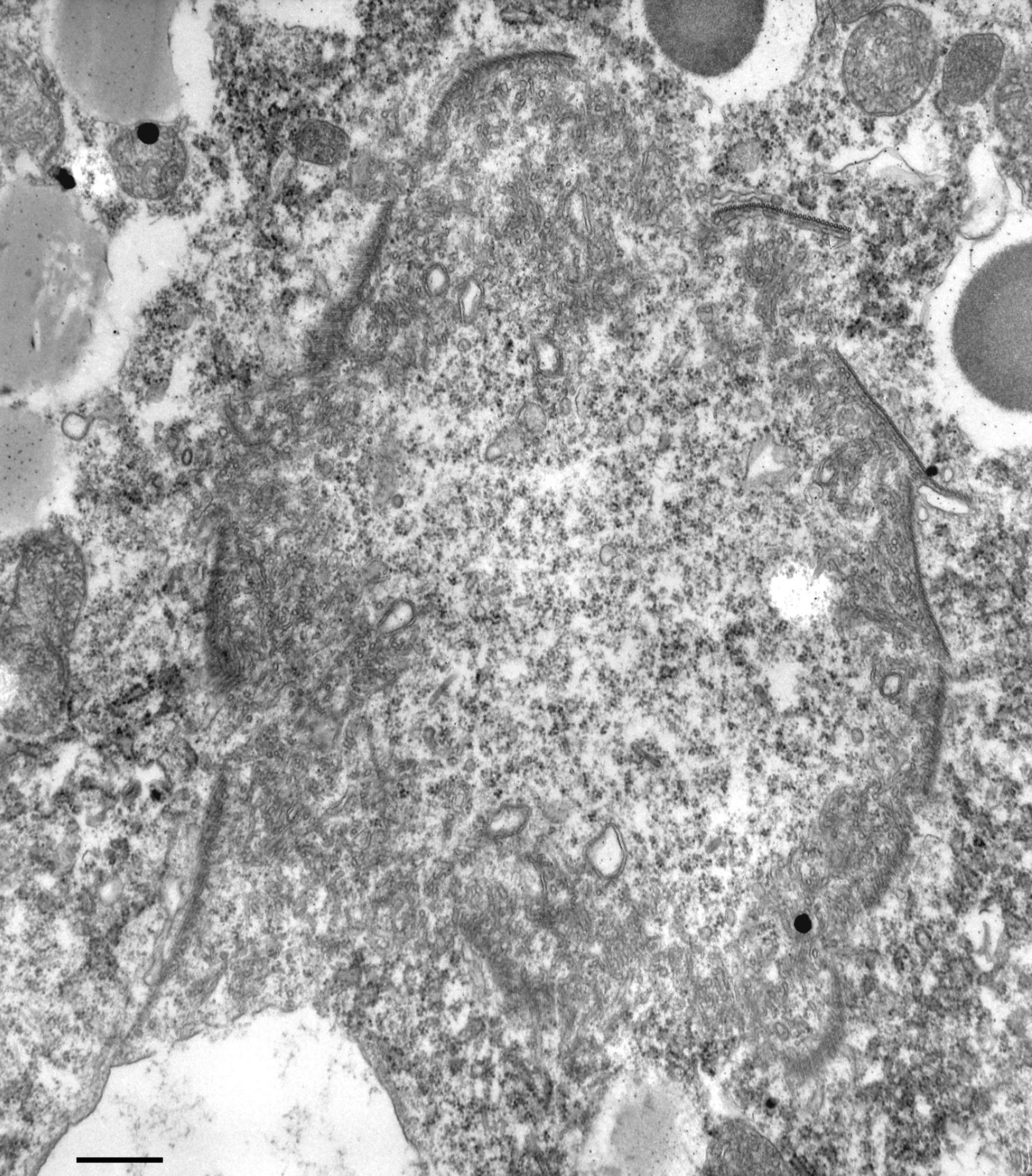 Paramecium multimicronucleatum (Microtubule associated complex) - CIL:13107