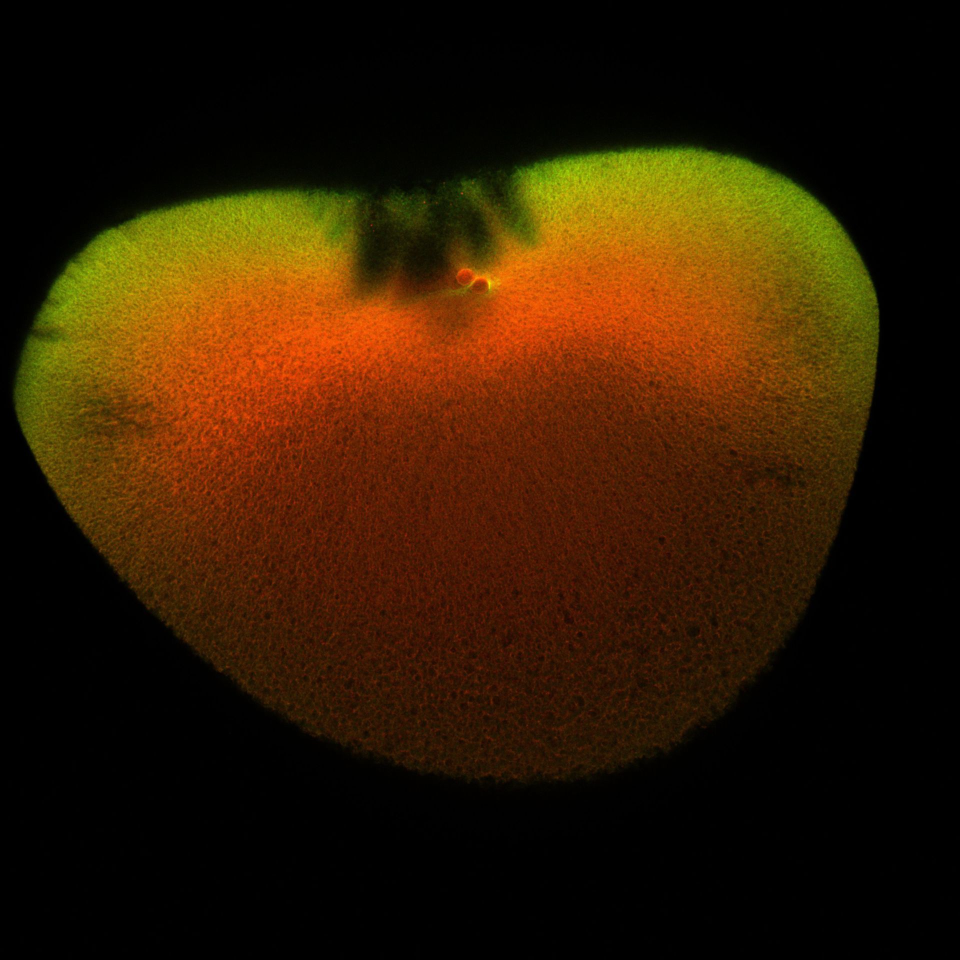Xenopus laevis (DNA) - CIL:36513