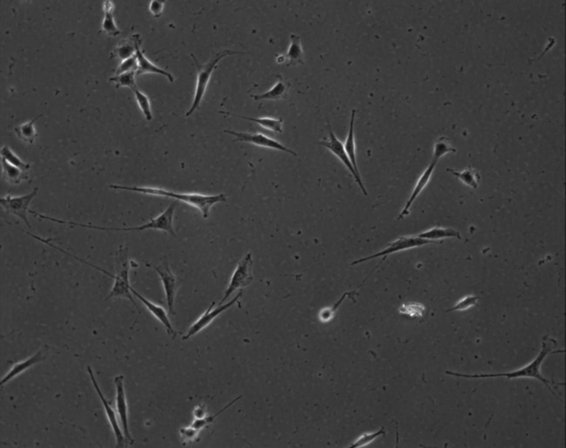 Mus musculus (Extracellular matrix part) - CIL:8862