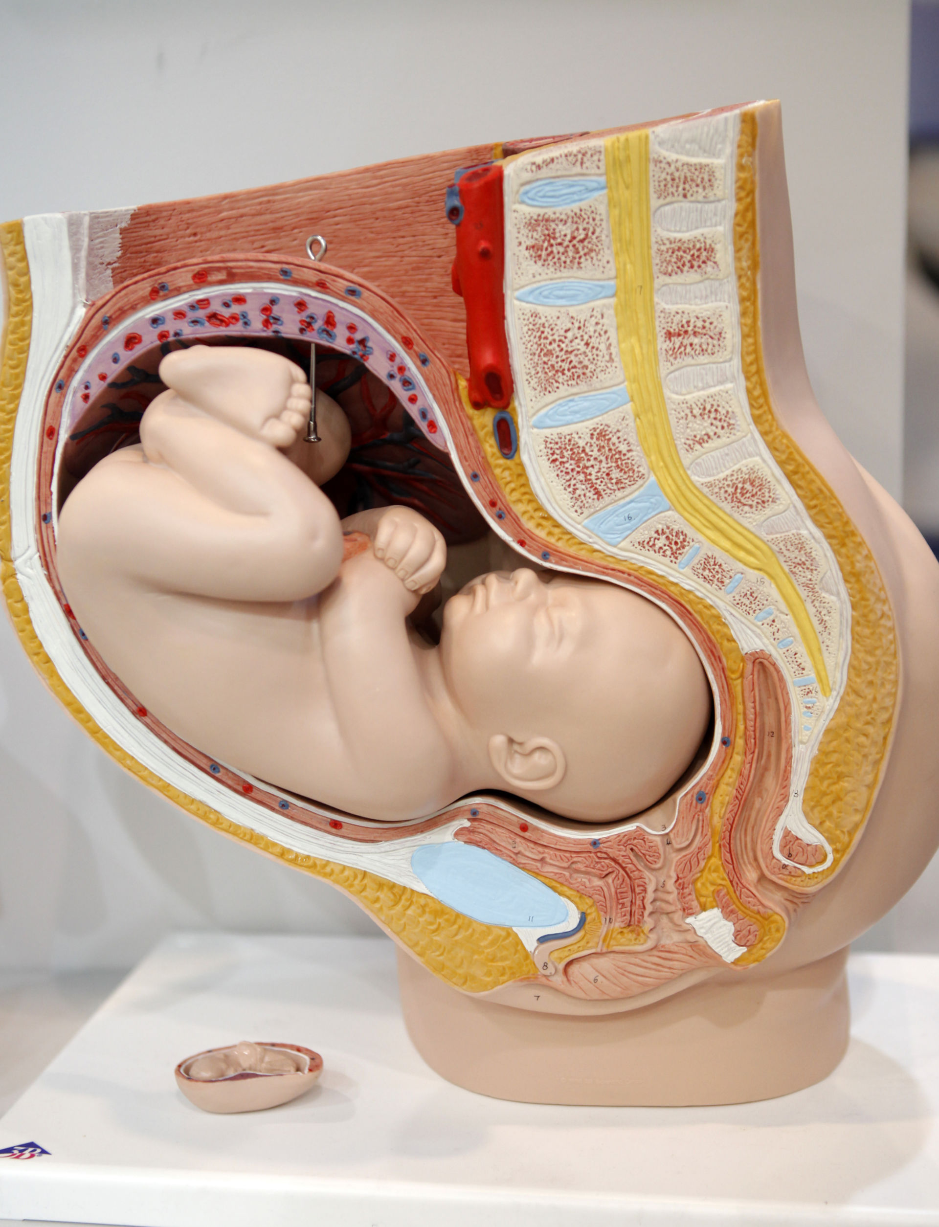 Pregnancy (anatomical model)