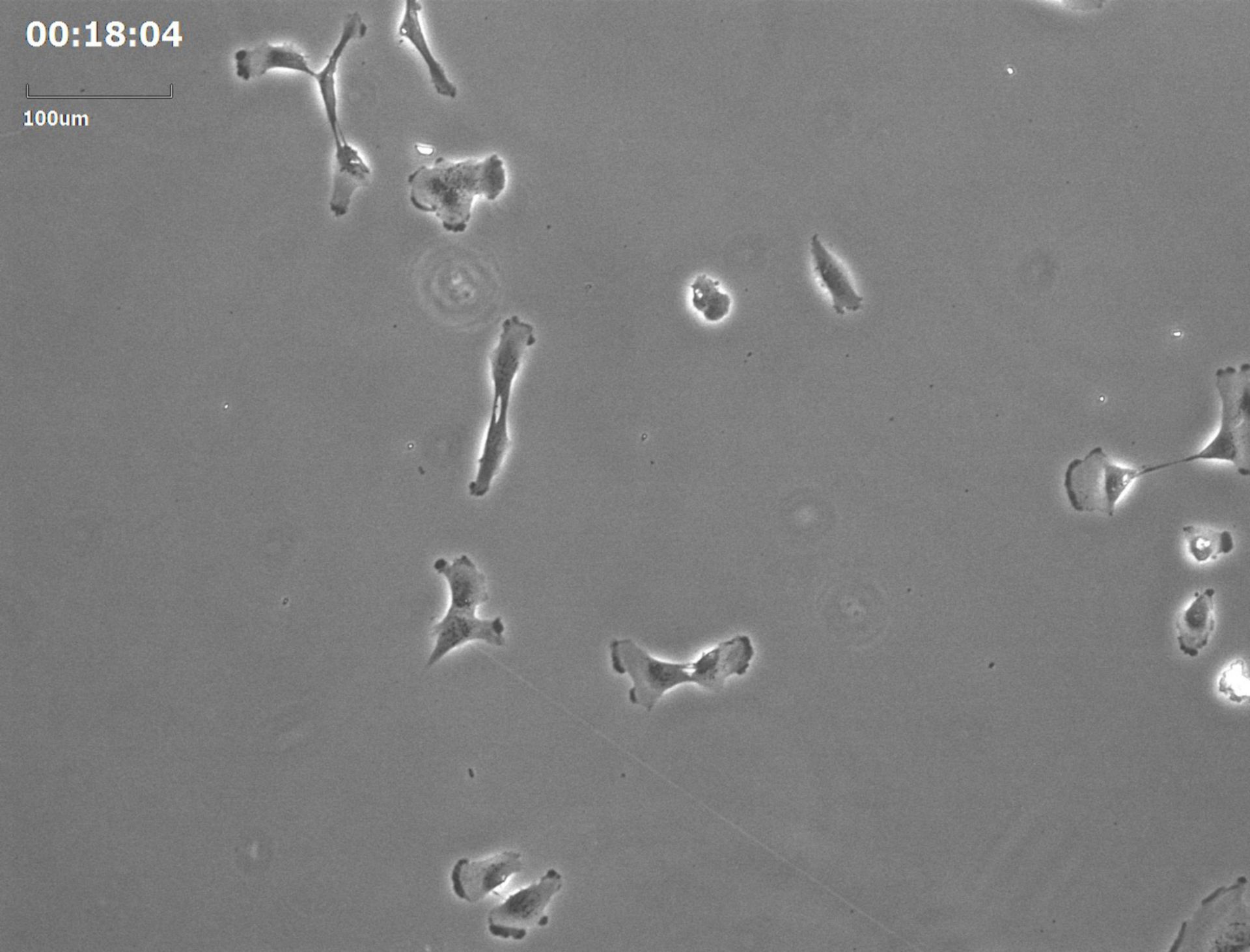 Homo sapiens (Retinal pigment epithelium) - CIL:34538
