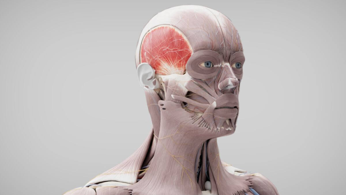 Mandibula - DocCheck Flexikon