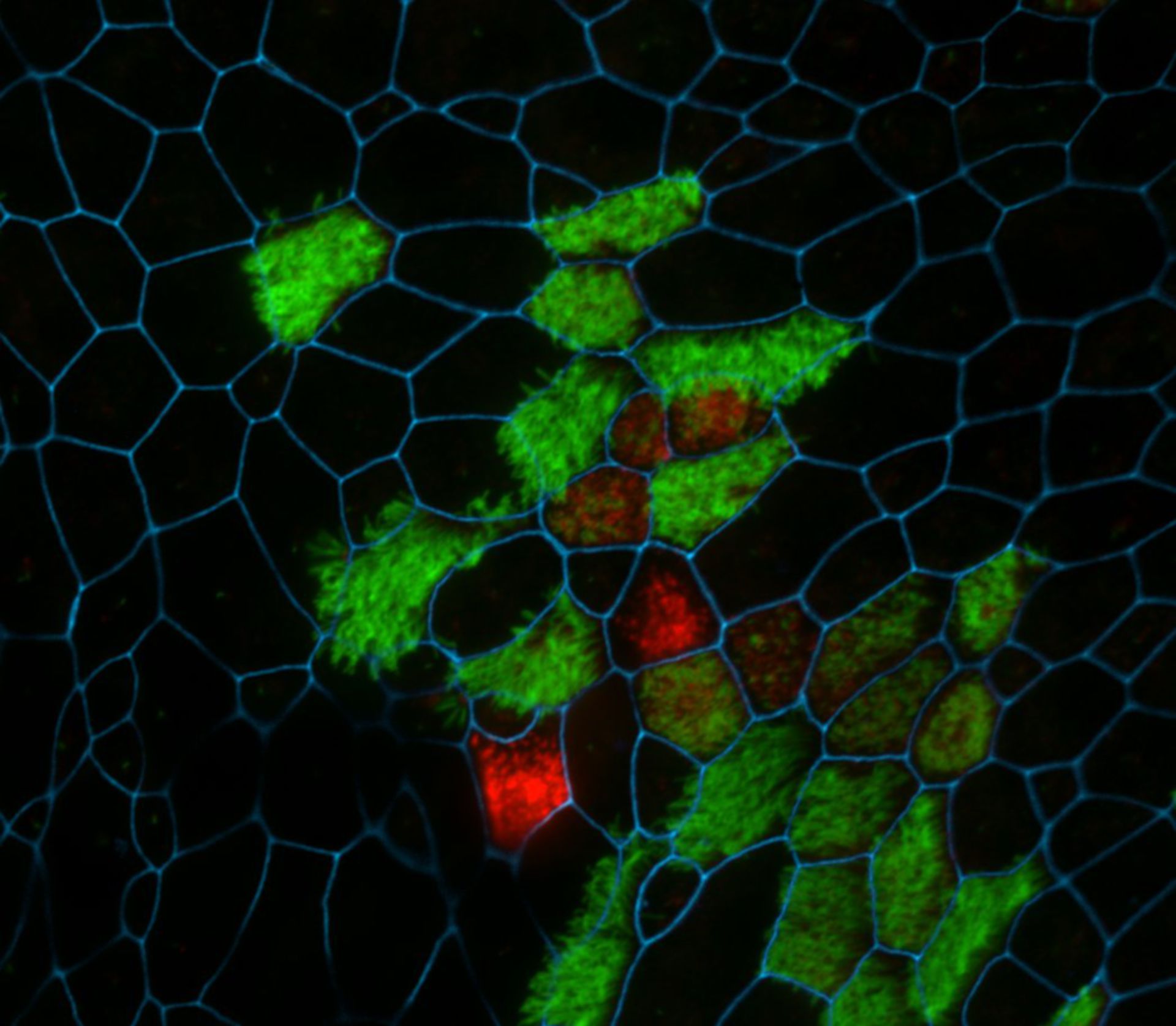 Mus musculus (Acetylated tubulin) - CIL:10060