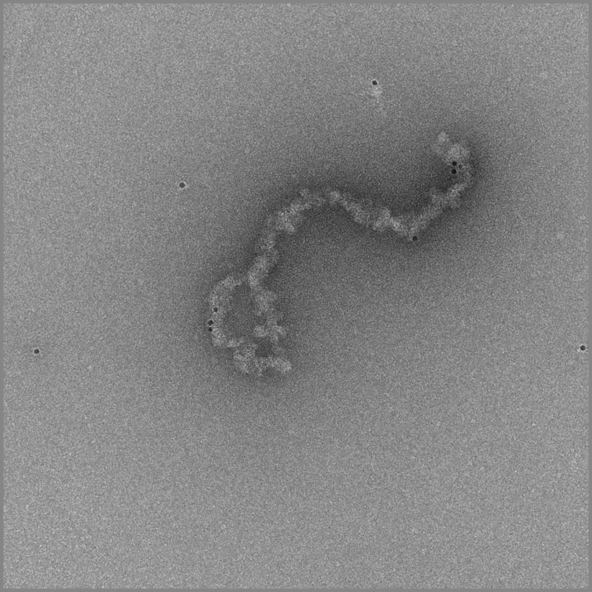 Gallus gallus gallus (Erythrocyte) - CIL:124