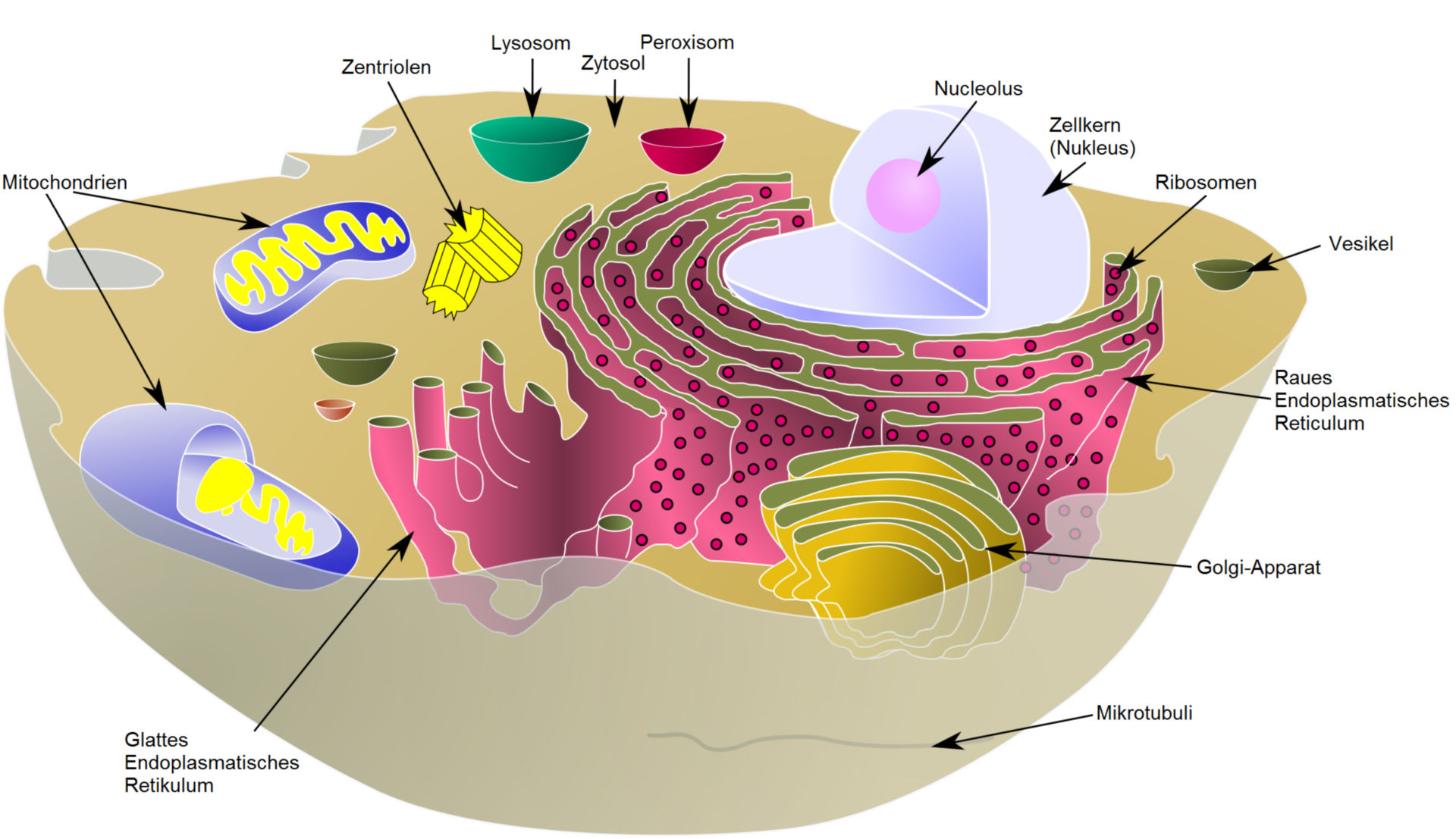 Cell: structure and components