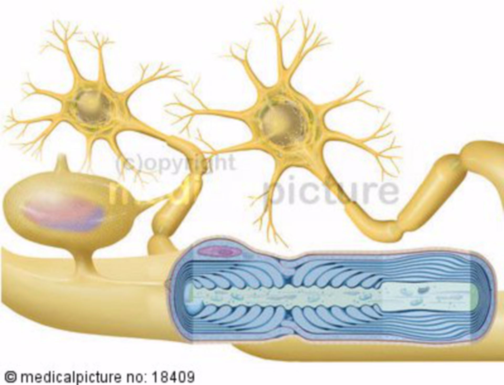 Nerve cell, multipolar
