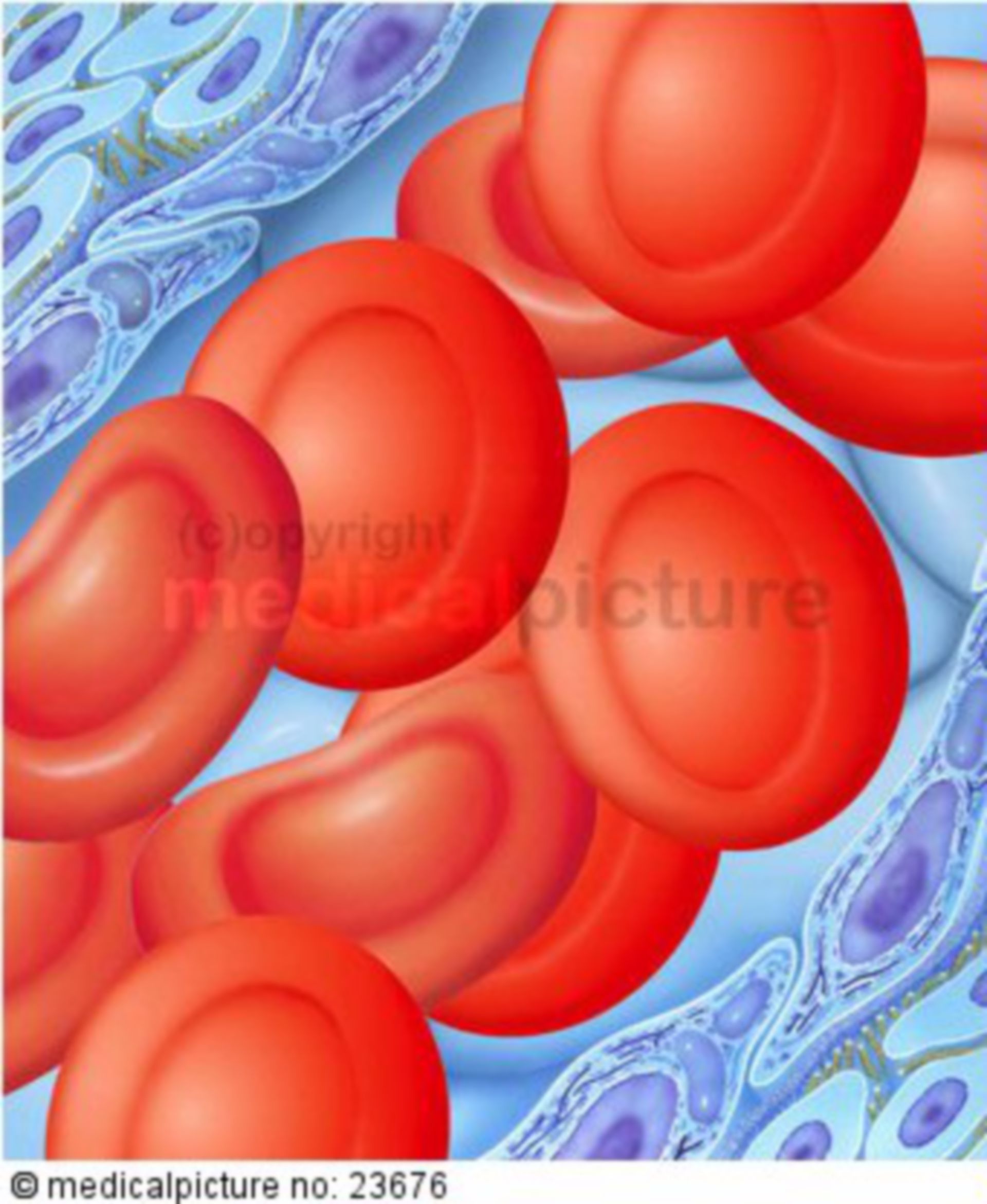 Red blood cells (erythrocytes)