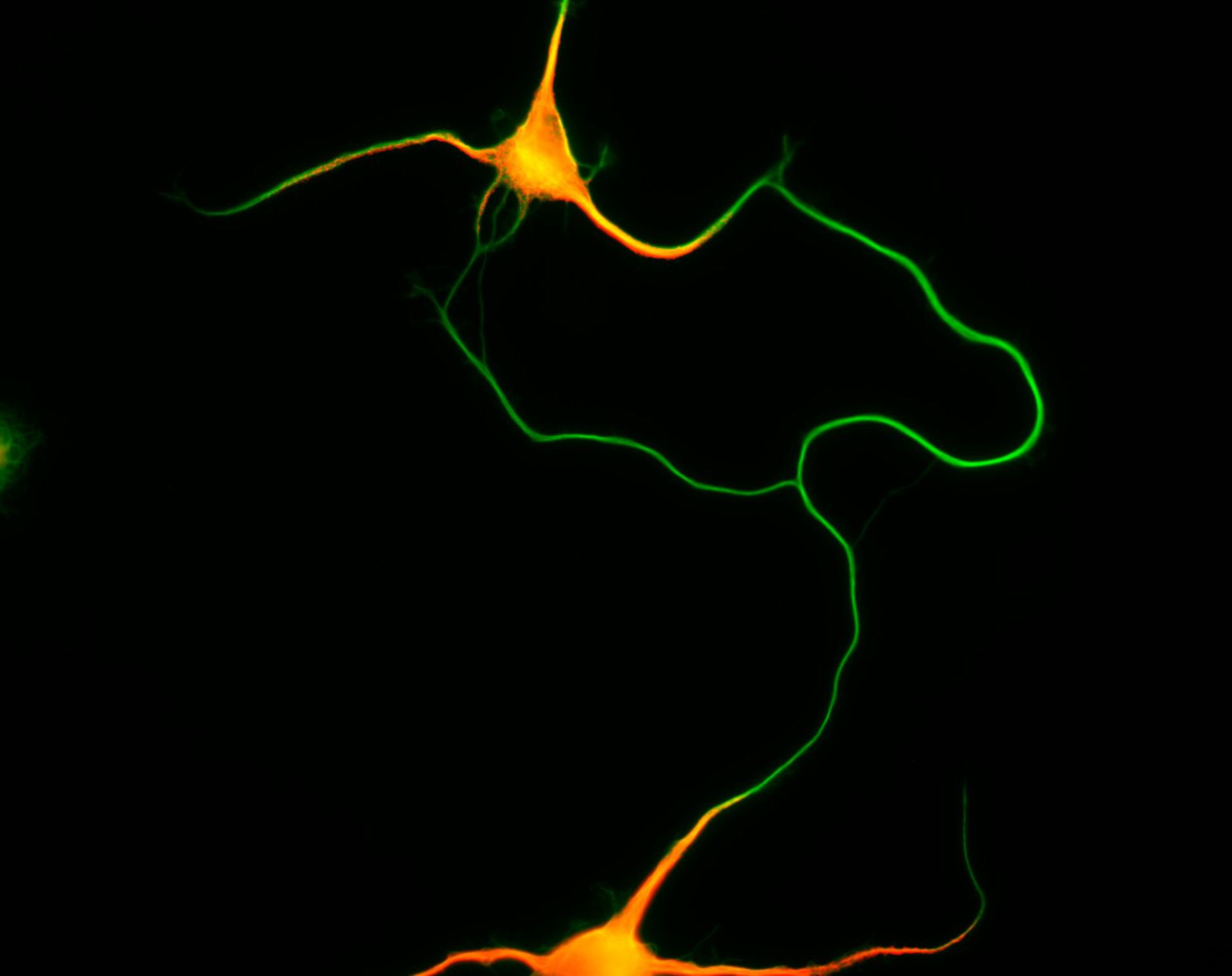 Rattus (Dendrite) - CIL:8464