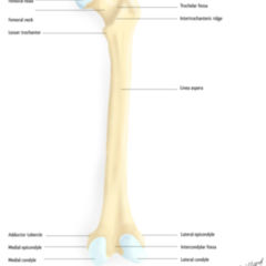 Femur Doccheck Flexikon