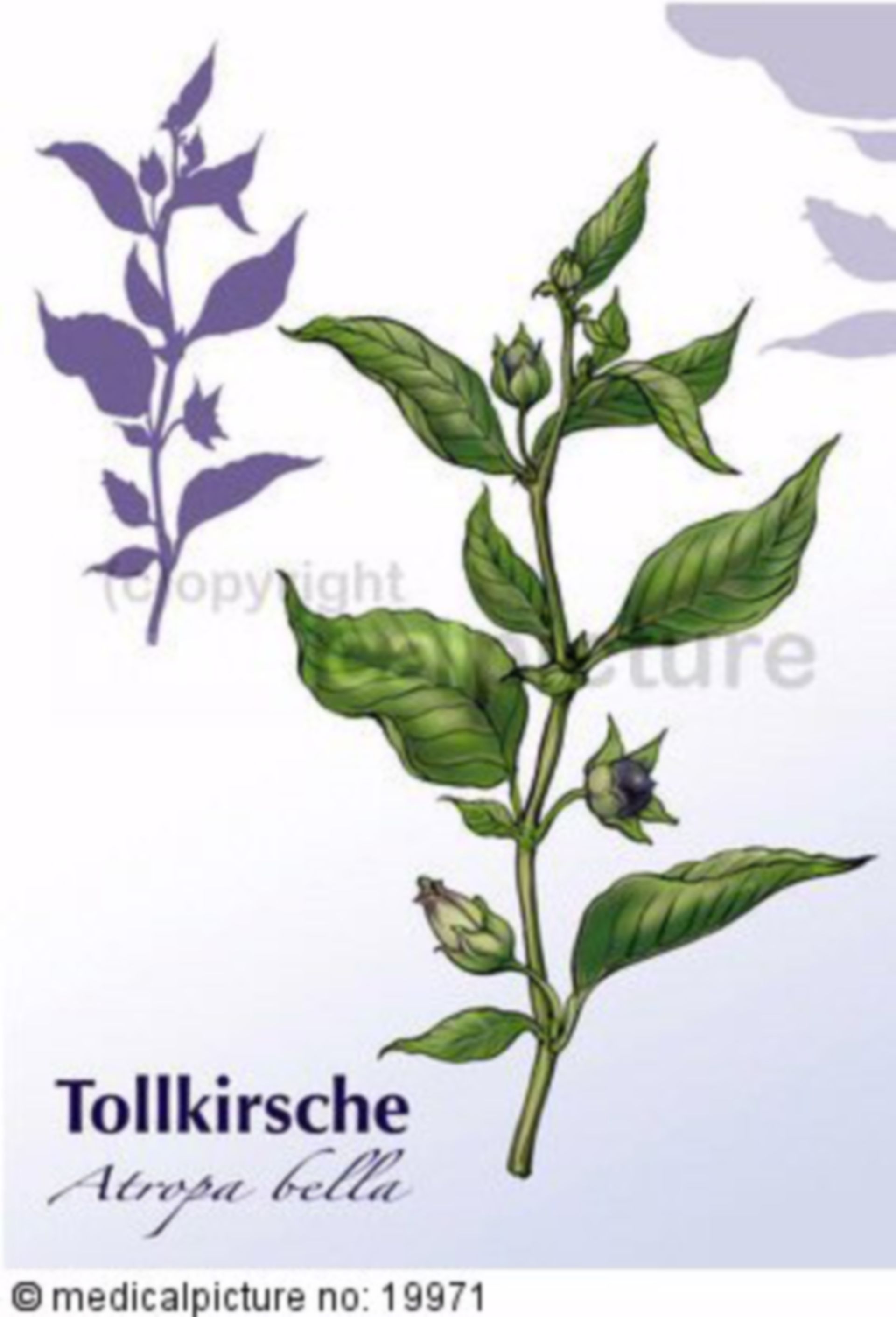  Tollkirsche, Atropa belladonna 
