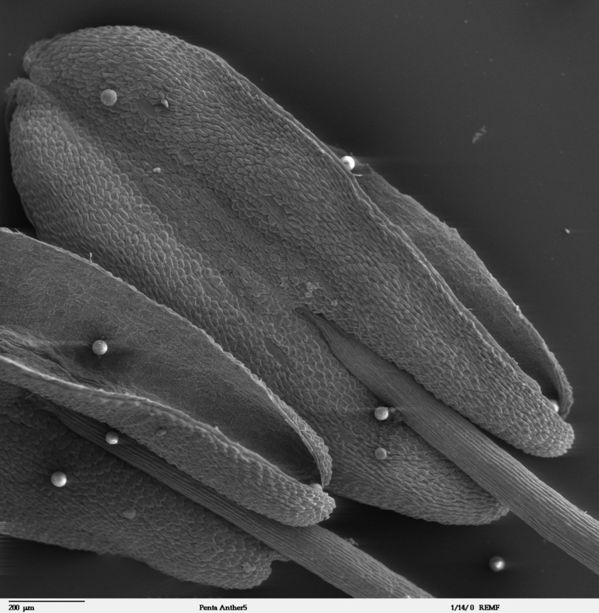 Penta lanceolata (Pollen coat) - CIL:41310