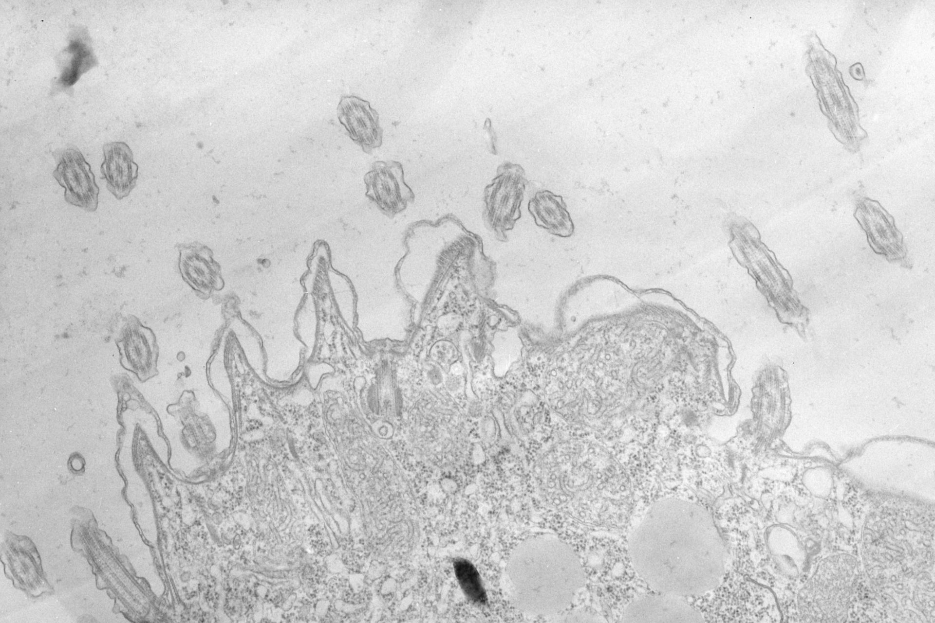 Tetrahymena pyriformis (Cell cortex) - CIL:34742