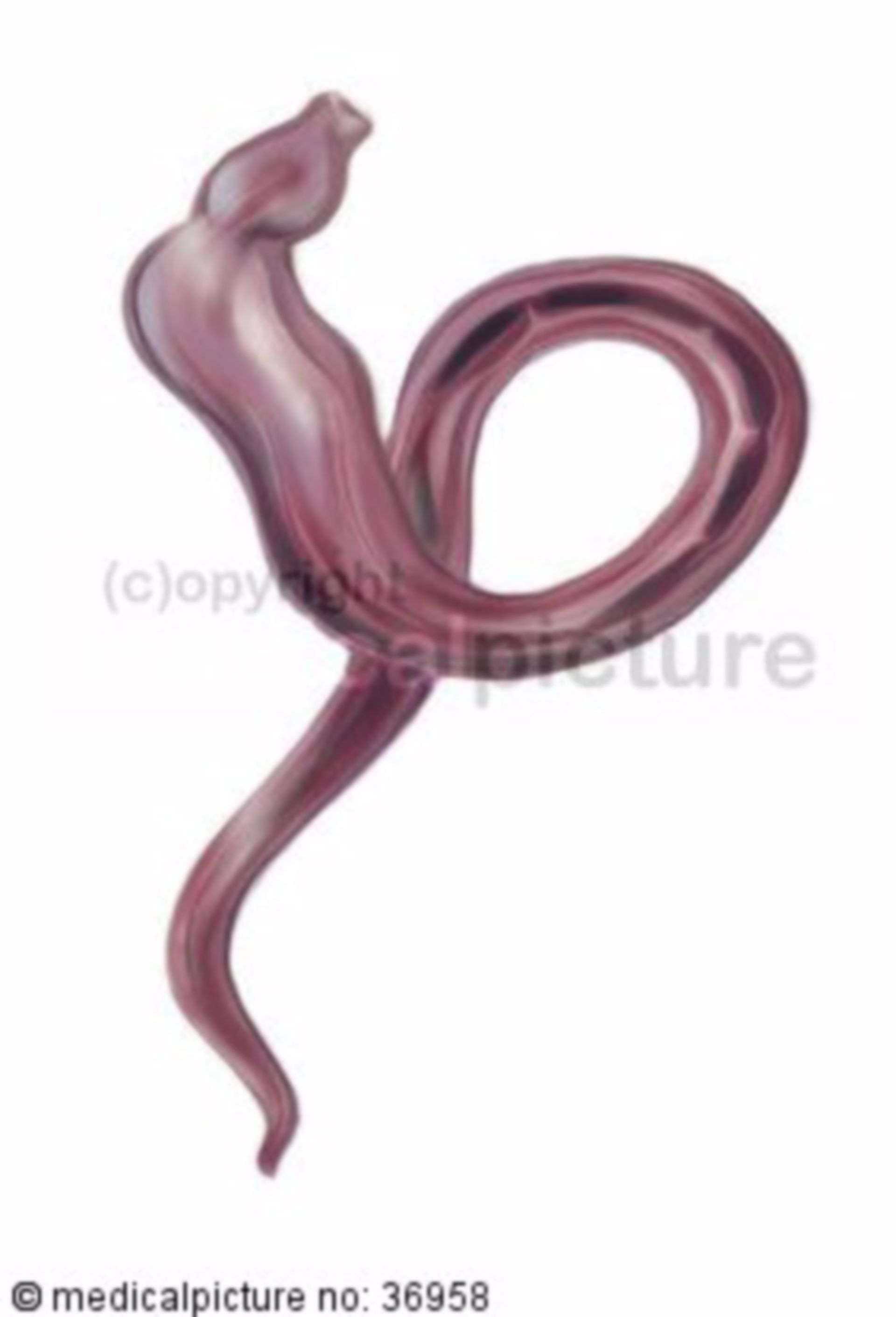  Schistosoma japonicum 
