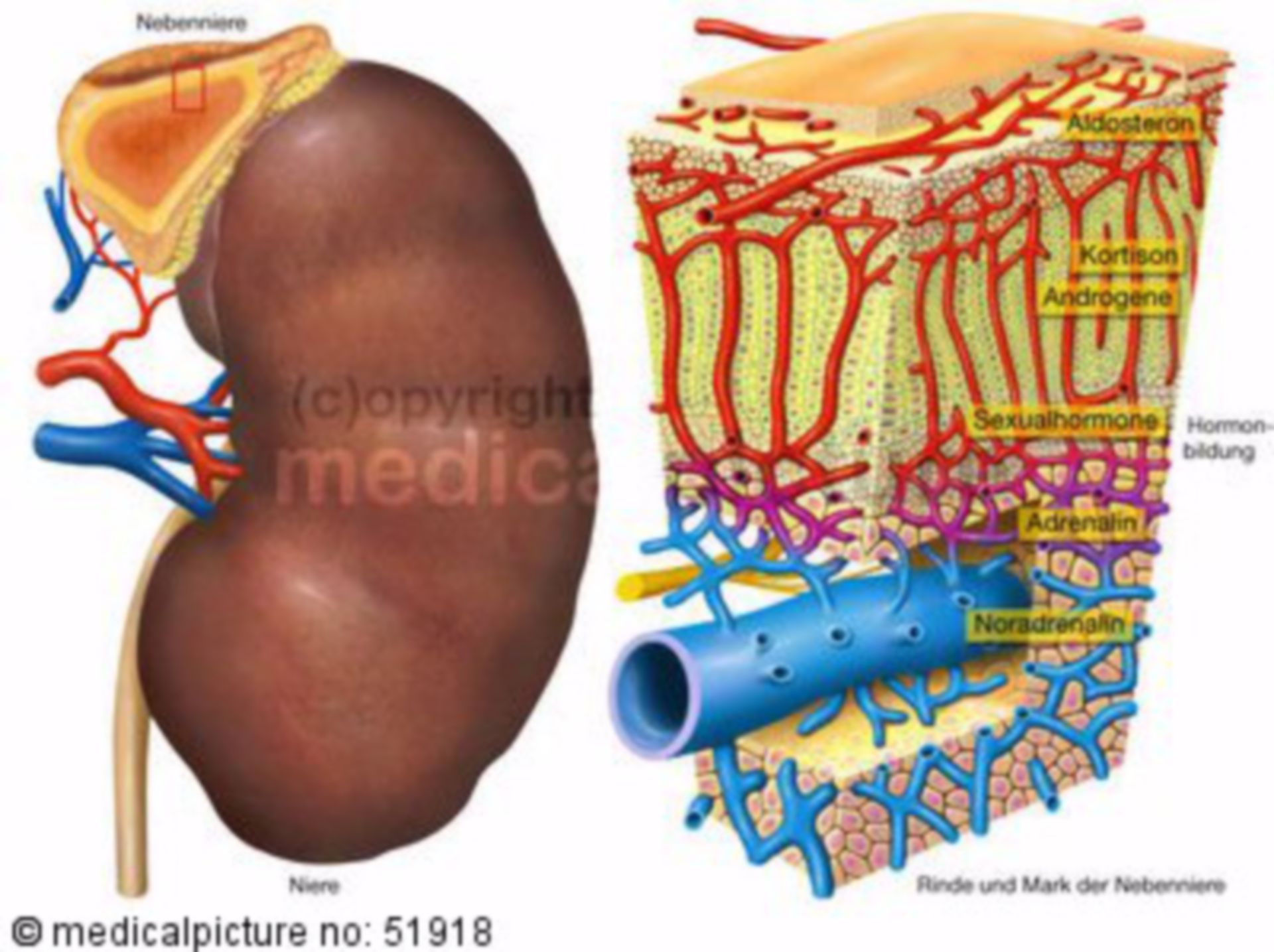  Niere mit Histologie der Nebenniere 
