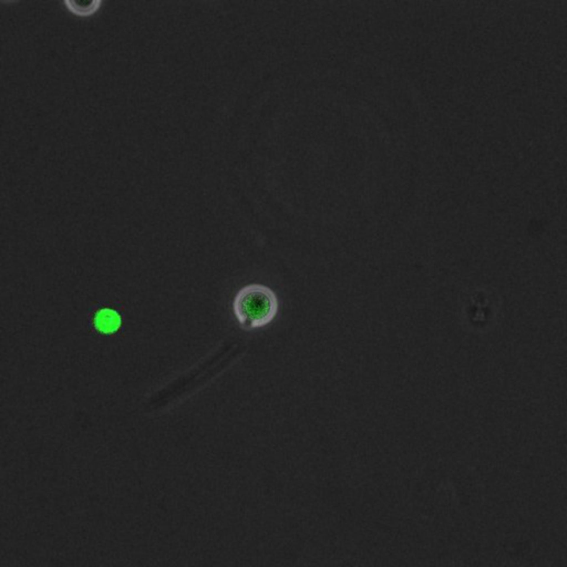 Saccharomyces cerevisiae (DNA replication preinitiation complex) - CIL:35668