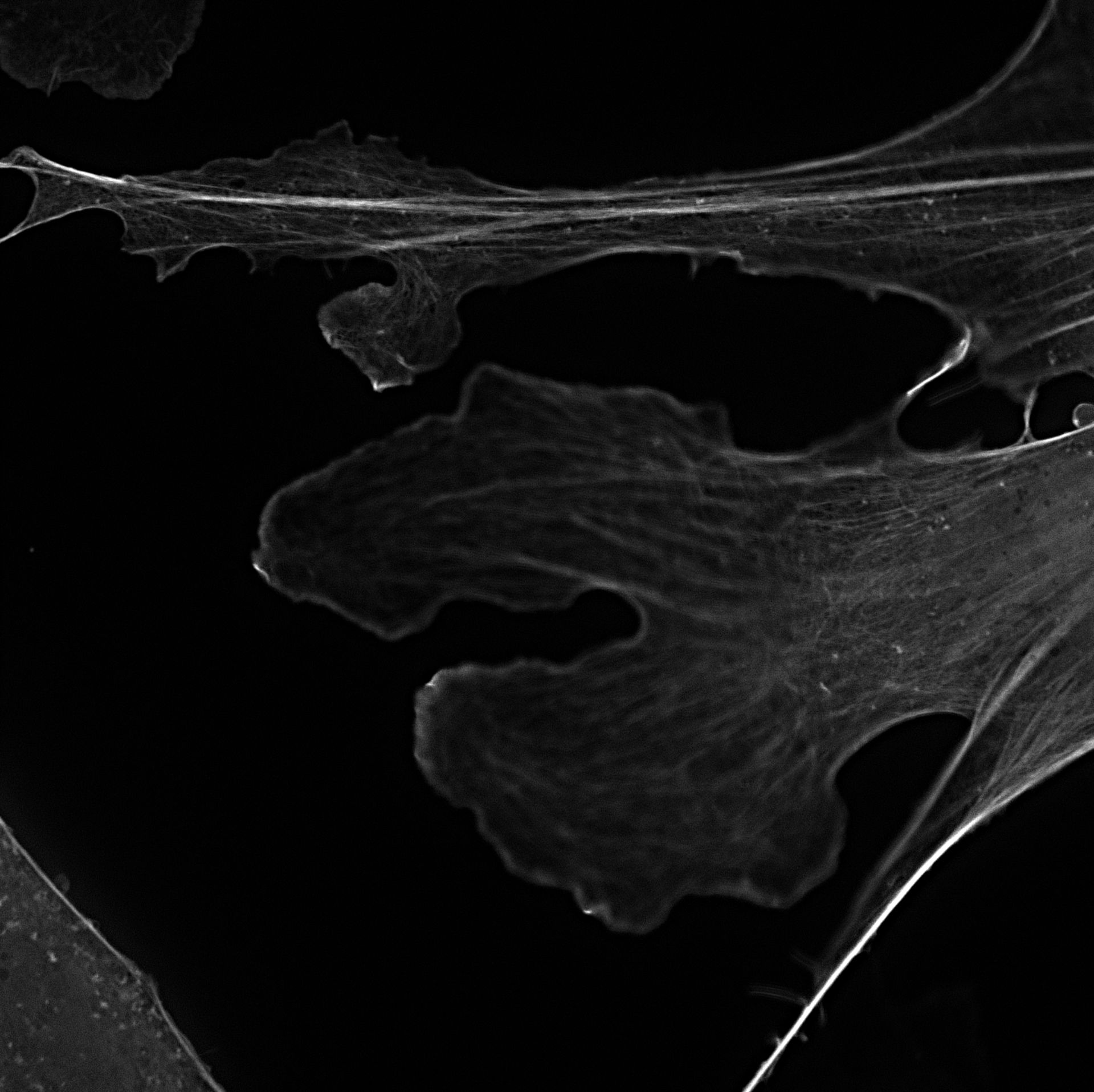 Mus musculus (Actin cytoskeleton) - CIL:7052