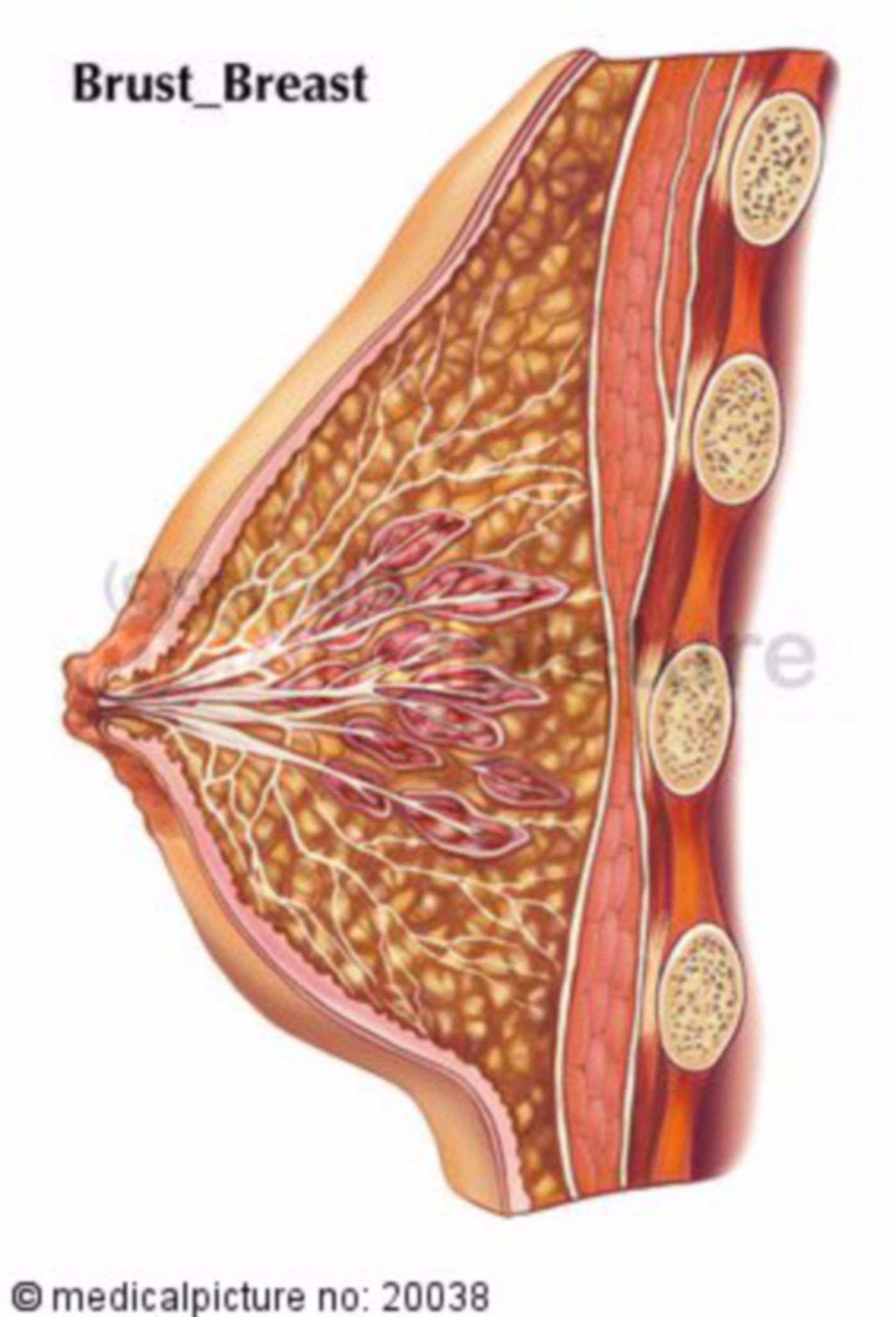 Cross-section of the female breast