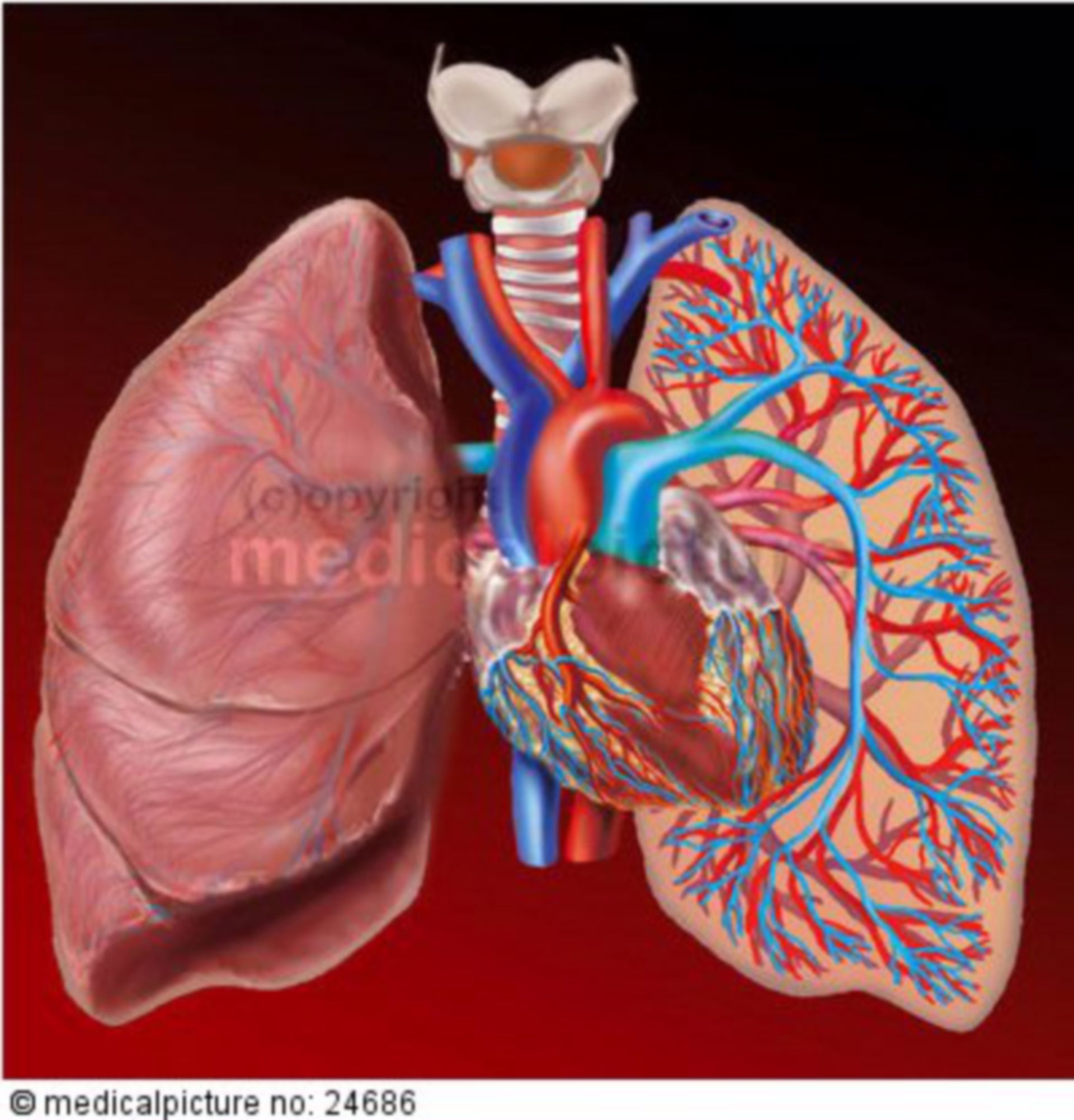 Herz-Lungen-Kreislauf