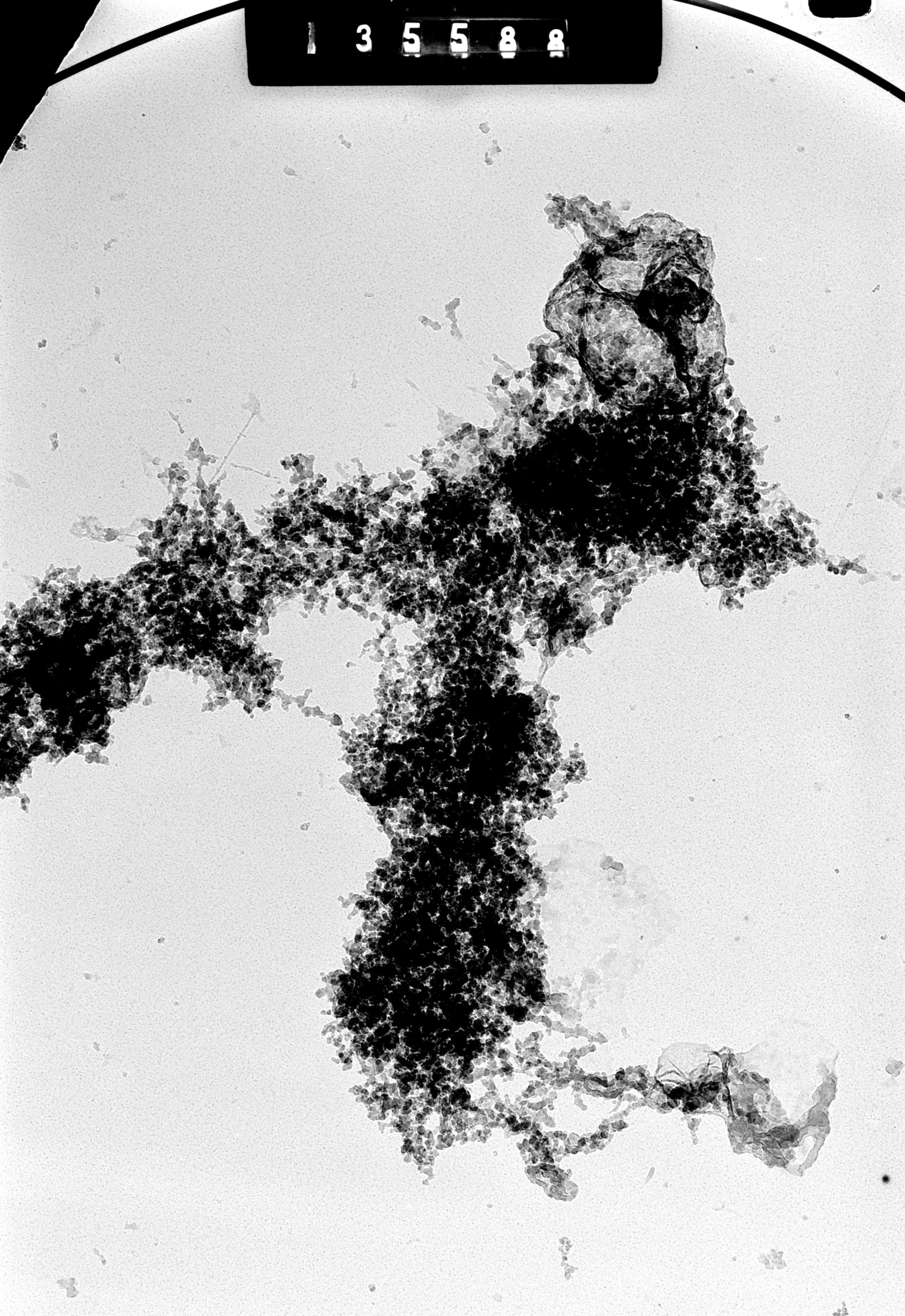 Cricetulus griseus (Nuclear chromosome) - CIL:41714