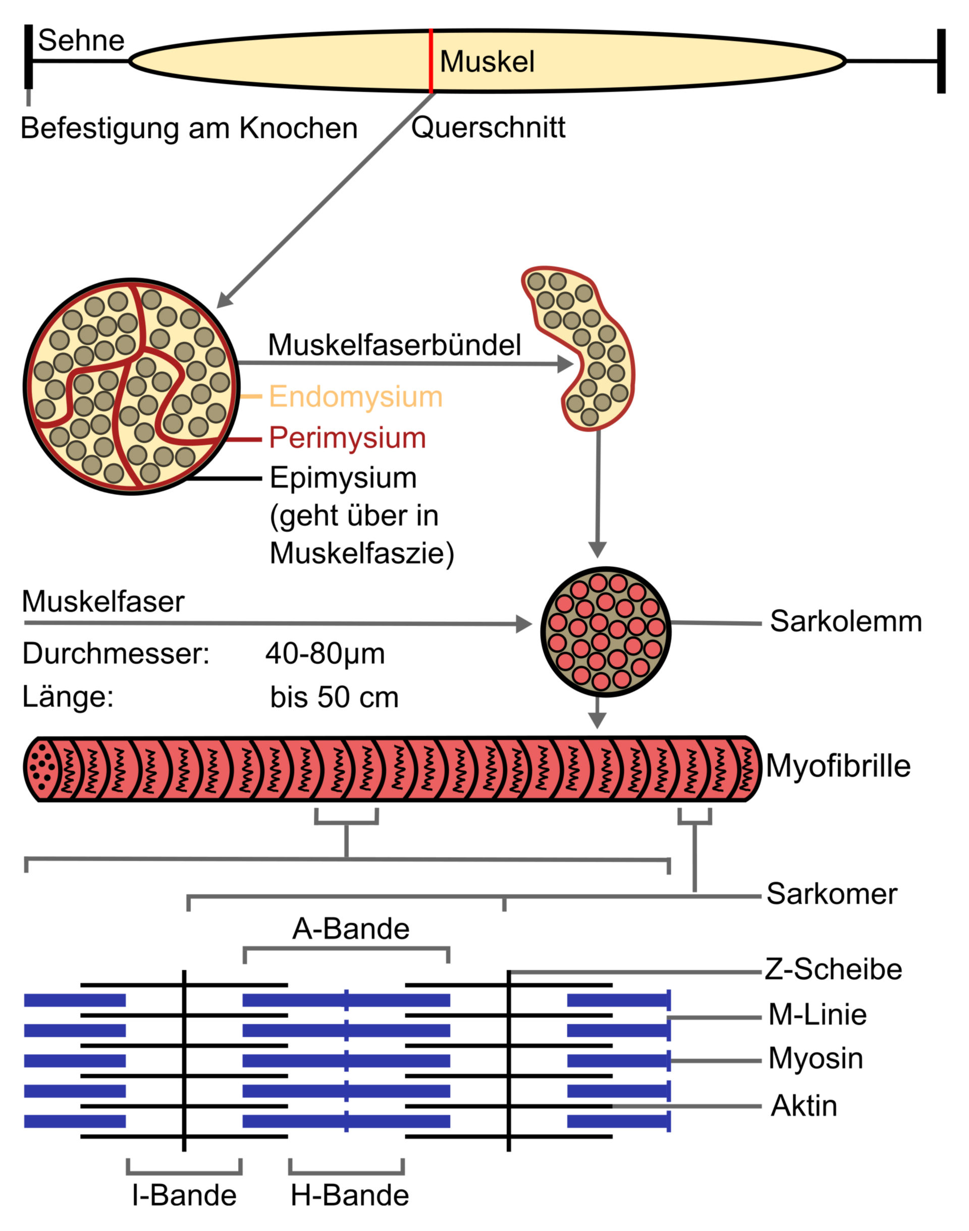 Aufbau der Skelettmuskulatur (Illustration)