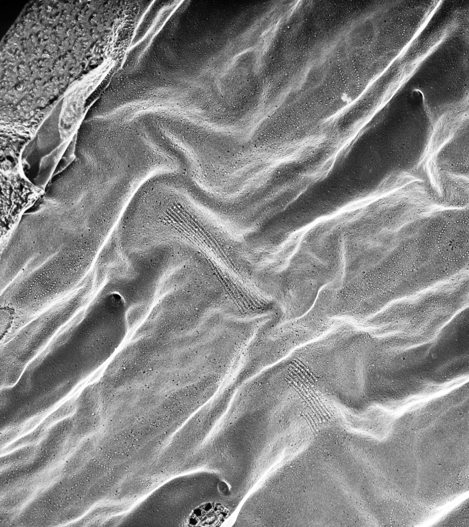 Paramecium multimicronucleatum (Docking sites) - CIL:39316