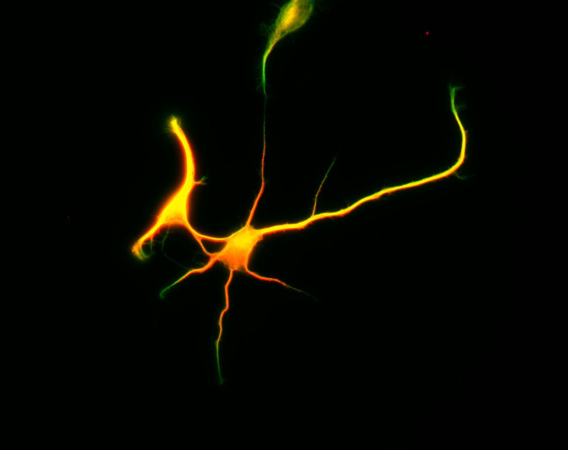 Rattus (Dendrite) - CIL:8462